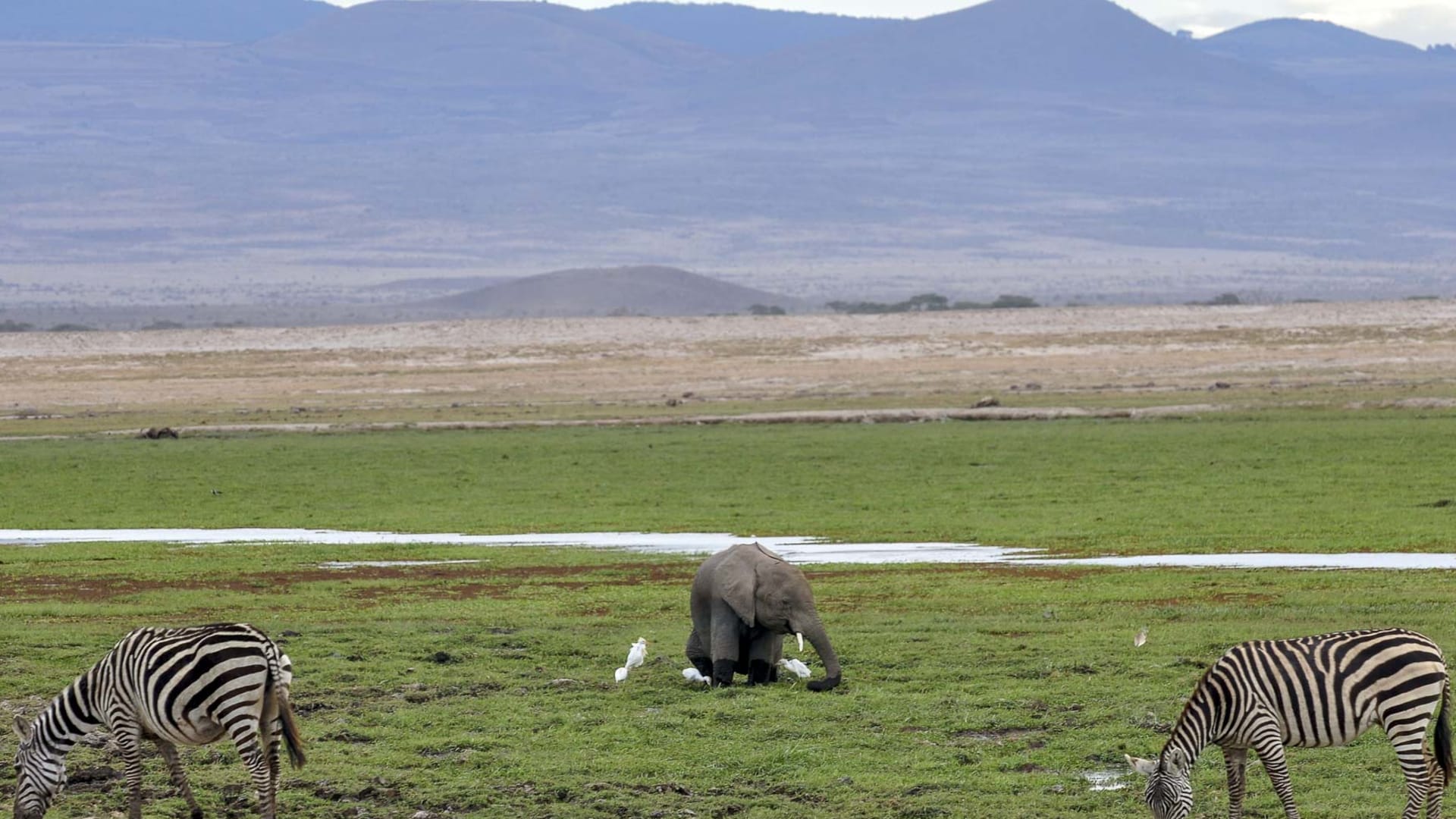 Trekking Amboseli: Zebras und junger Elefant mit Kuhreiher auf grüner Savannenebene in Kenia.