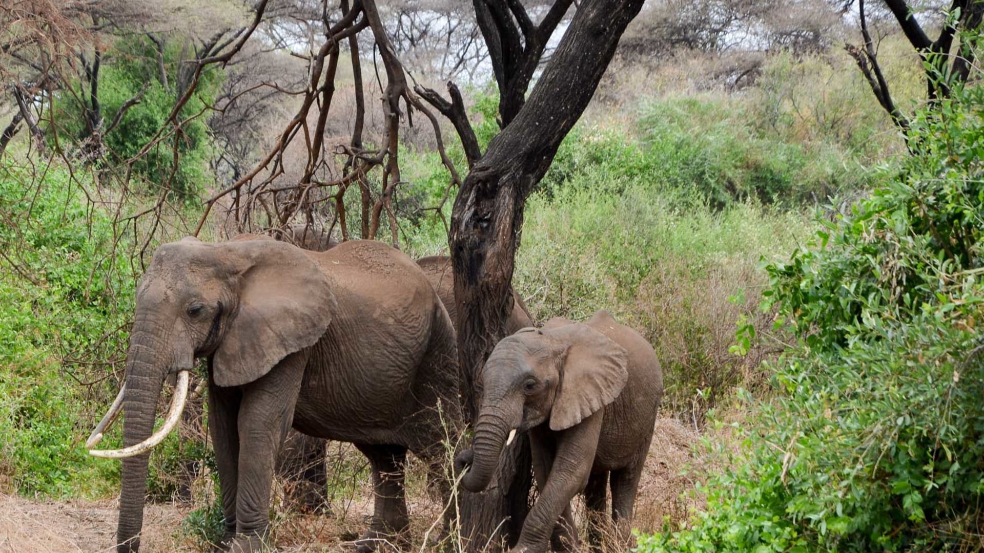 Trekking im Ngorongoro-Krater: Ausgewachsener Elefant mit Stoßzähnen und Jungtier in der Savannen-Buschvegetation.