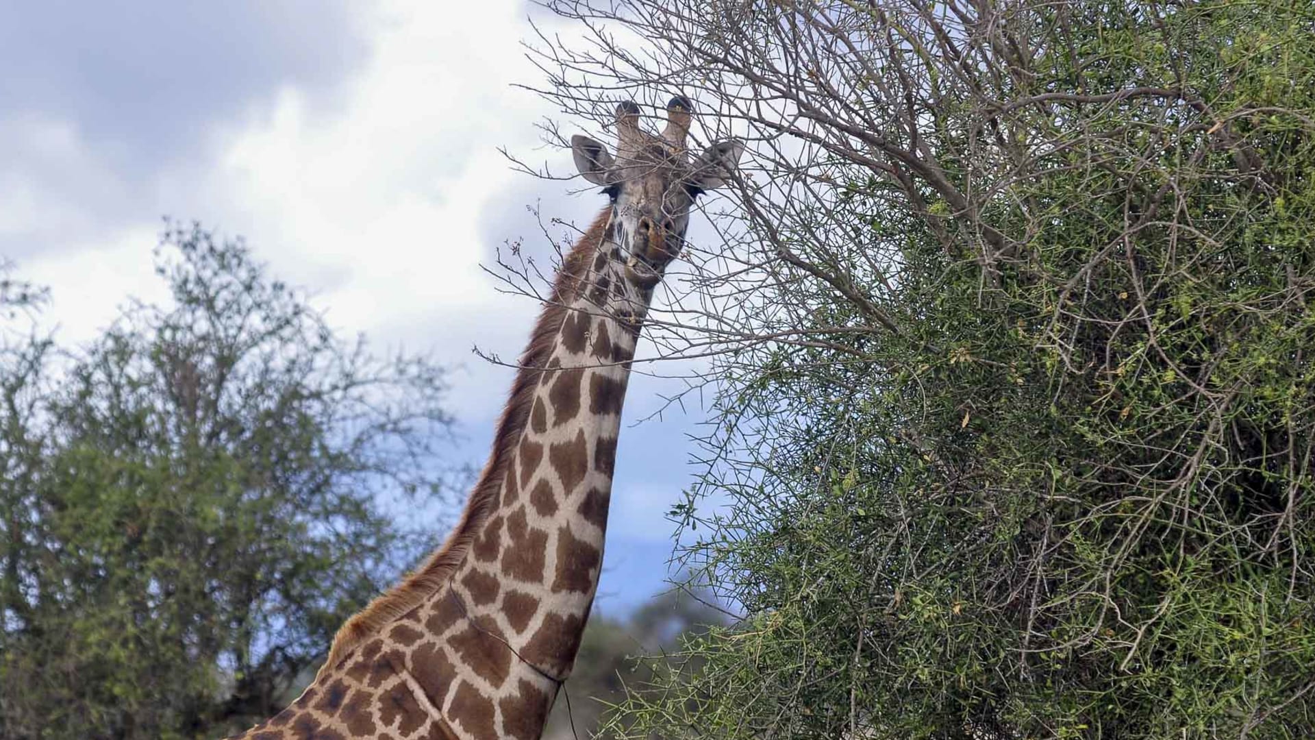 Trekking Amboseli Kenia: Giraffe mit typischem Fellmuster zwischen Büschen und Bäumen aus Nahperspektive.