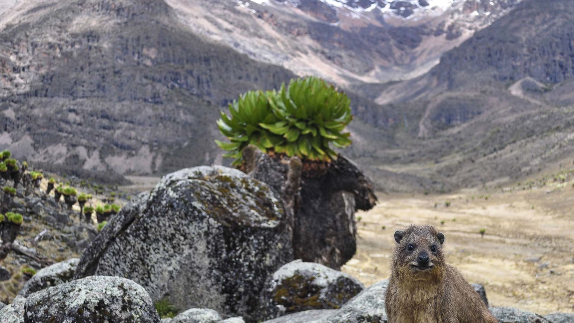 Trekking am Mount Kenia: Klippschliefer auf Granitfelsen neben Riesensenezio-Pflanze, im Hintergrund schneebedeckte Gipfel