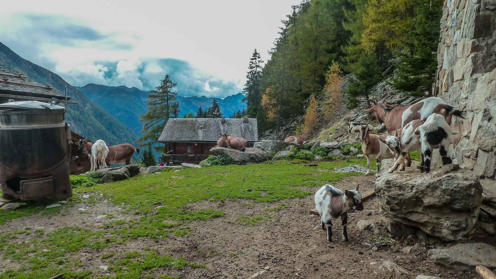 Etwa zehn Ziegen auf Felsblöcken und Weide vor einem traditionellen Alpgebäude mit Bergketten im Hintergrund in Südtirol.