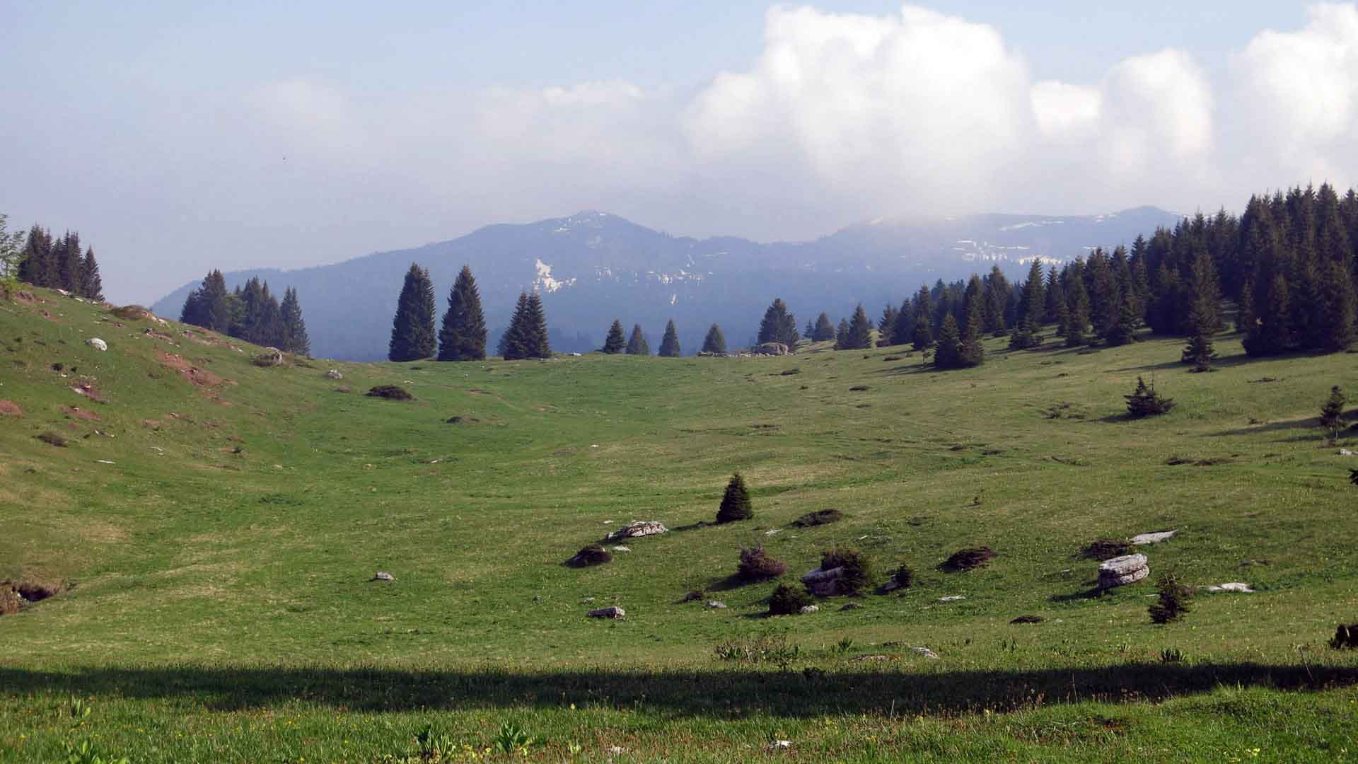 Bergwanderung über weite Almwiese am Passo Coe mit Nadelwald und Bergrücken mit Restschneefeldern.