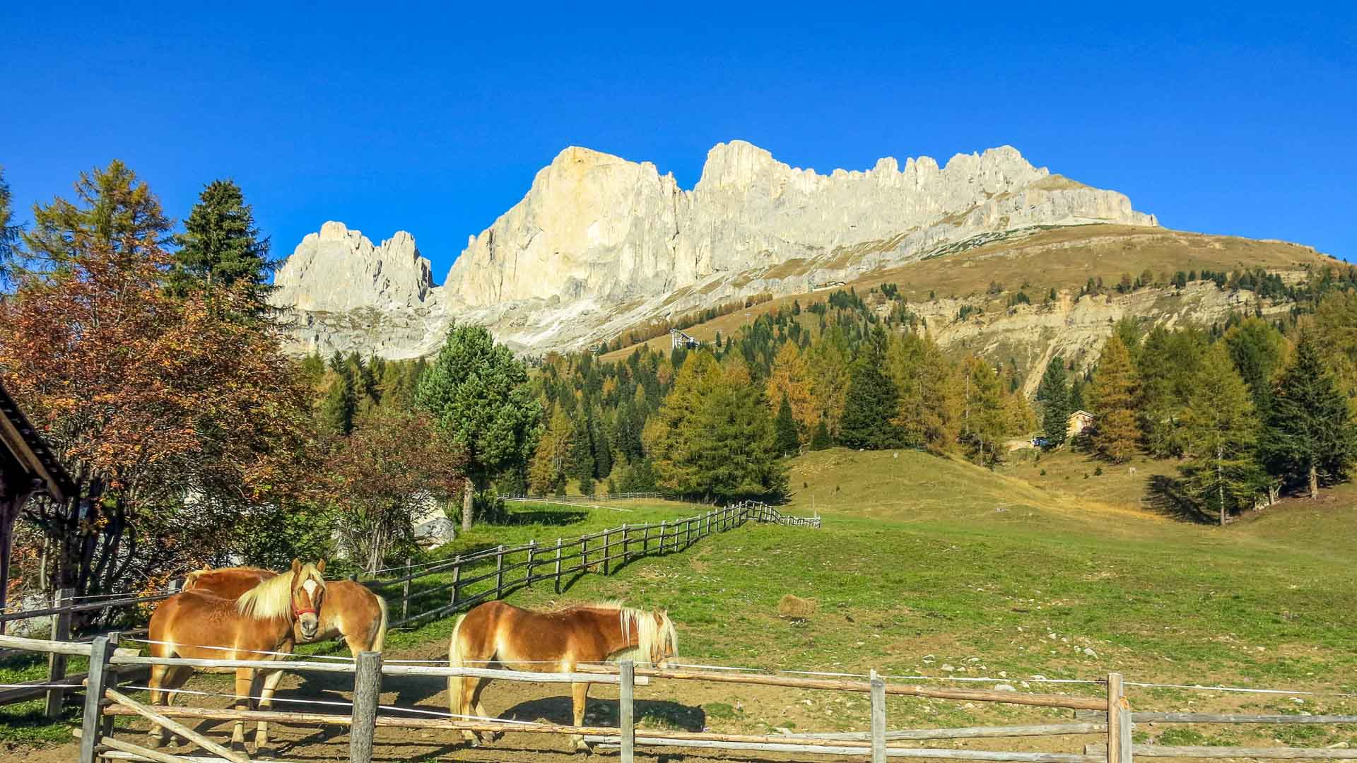 Bergwanderung im Rosengarten der Dolomiten: Zwei Haflinger-Pferde an der Koppel auf Almwiese vor heller Kalksteinfelswand im Herbst.