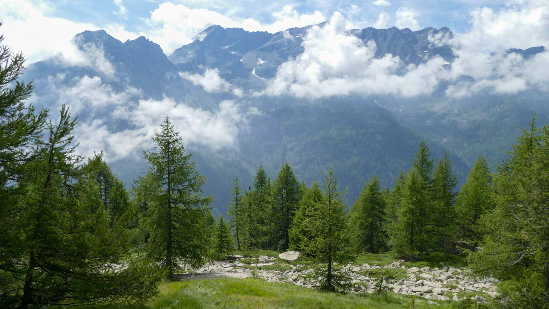Bergwanderung im Gran-Paradiso-Nationalpark: Lärchenwald und felsige Bergkämme mit Schneeresten im Hintergrund.