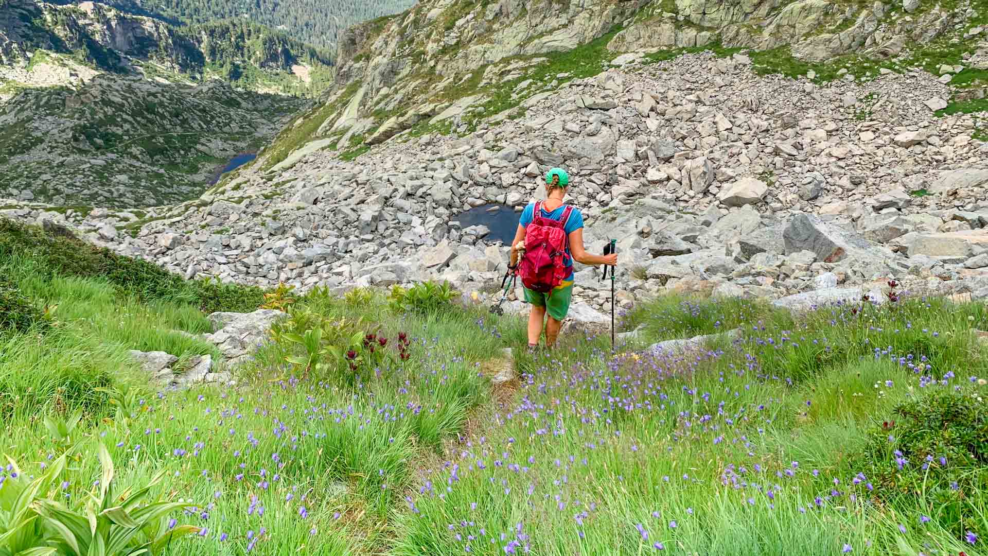 Bergwanderer von hinten auf schmalem Pfad durch blühende Almwiese mit Glockenblumen und Bergsee im Hintergrund auf der GTA.