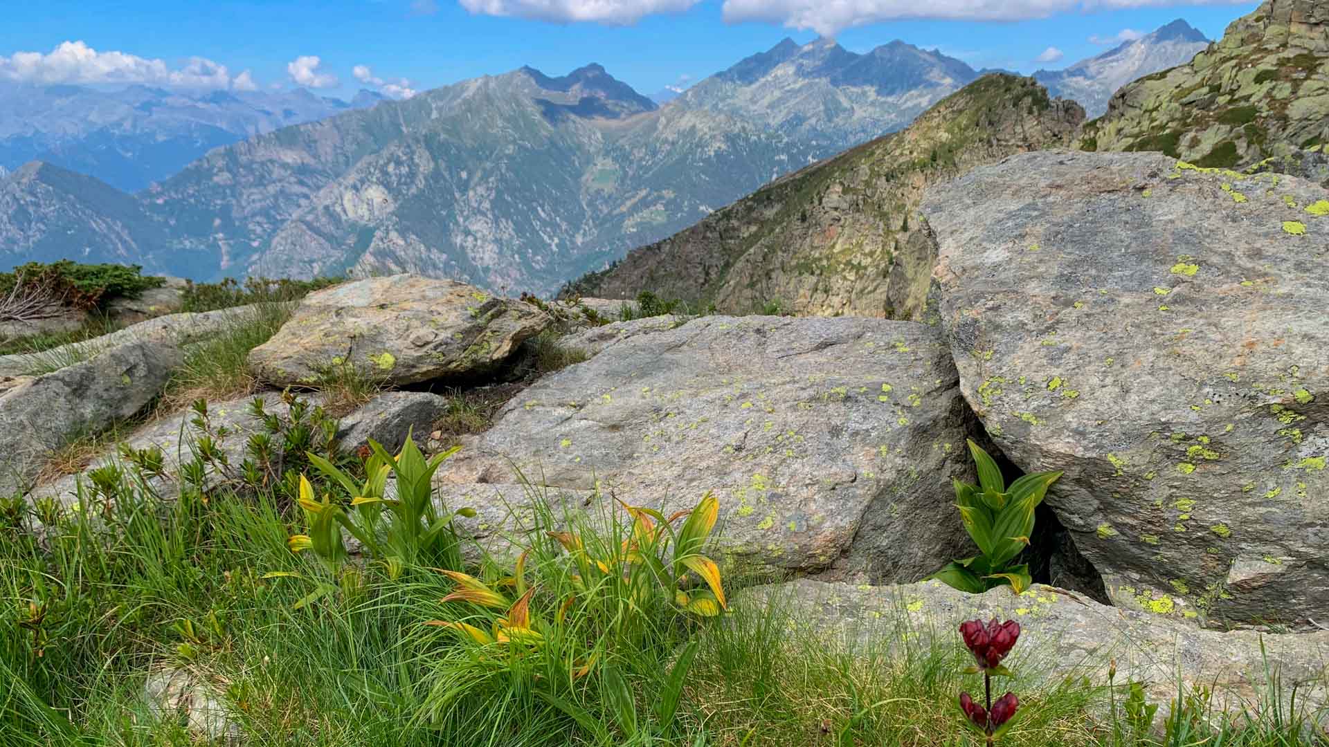Bergwanderung im Piemont – alpine Vegetation zwischen Granitfelsen mit weitem Bergpanorama auf der GTA.