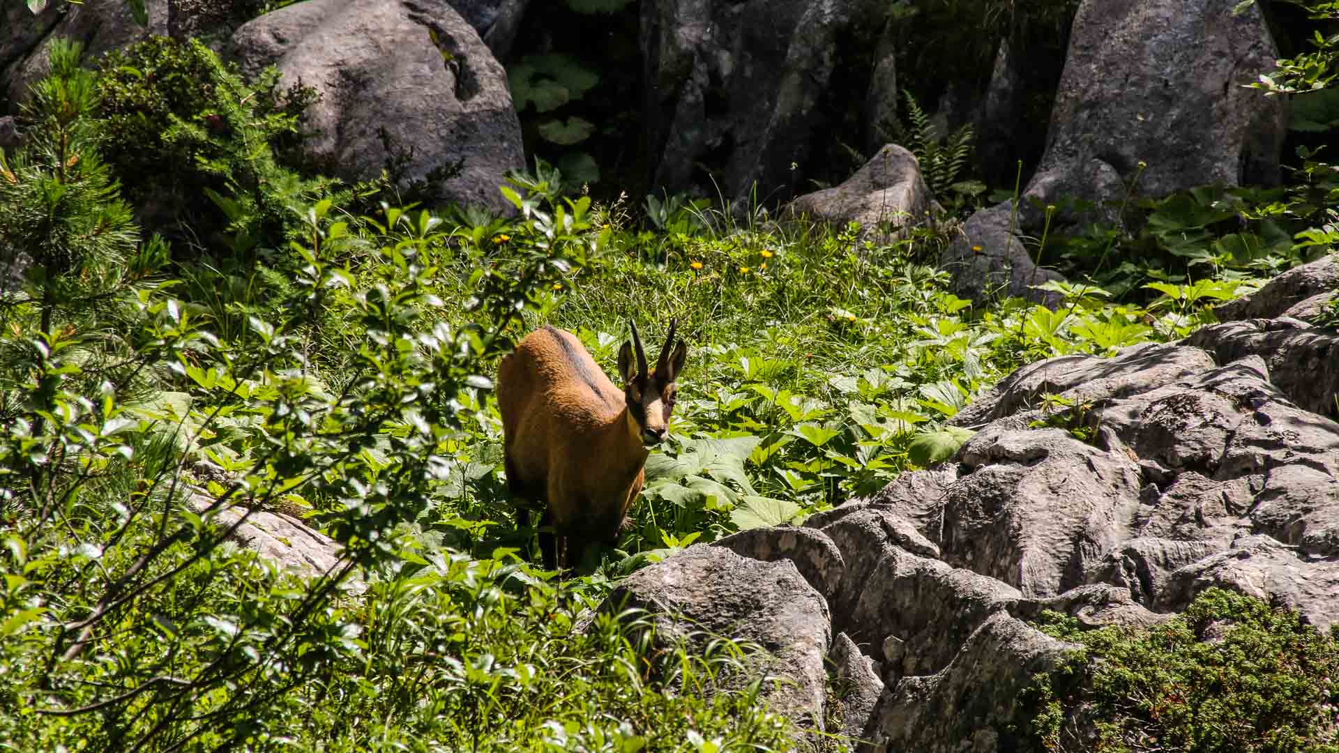 Gämse mit rotbraunem Fell in Krautvegetation bei der Bergwanderung im Nationalpark Berchtesgaden am Wegesrand.
