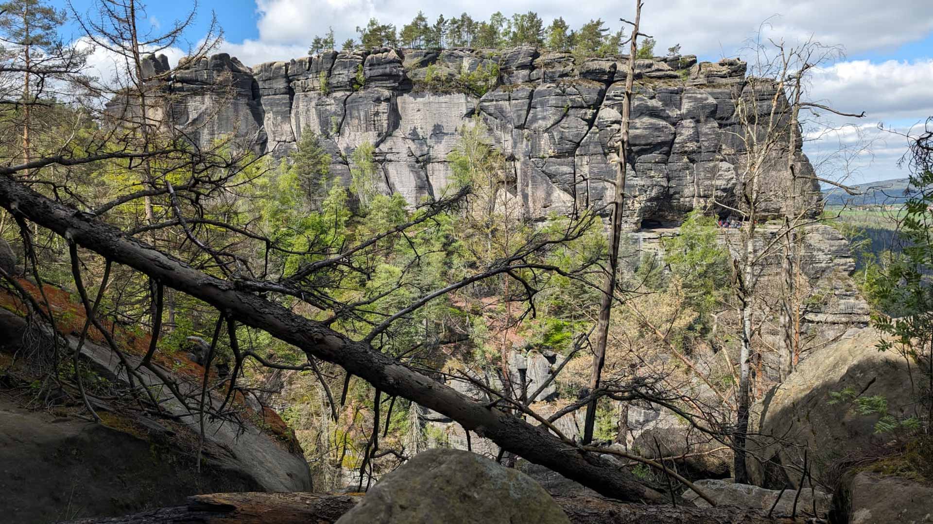 Bergwanderung in der Sächsischen Schweiz: senkrechte Sandsteinfelsenwand mit Kiefernbewuchs und Schlucht im Frühling.
