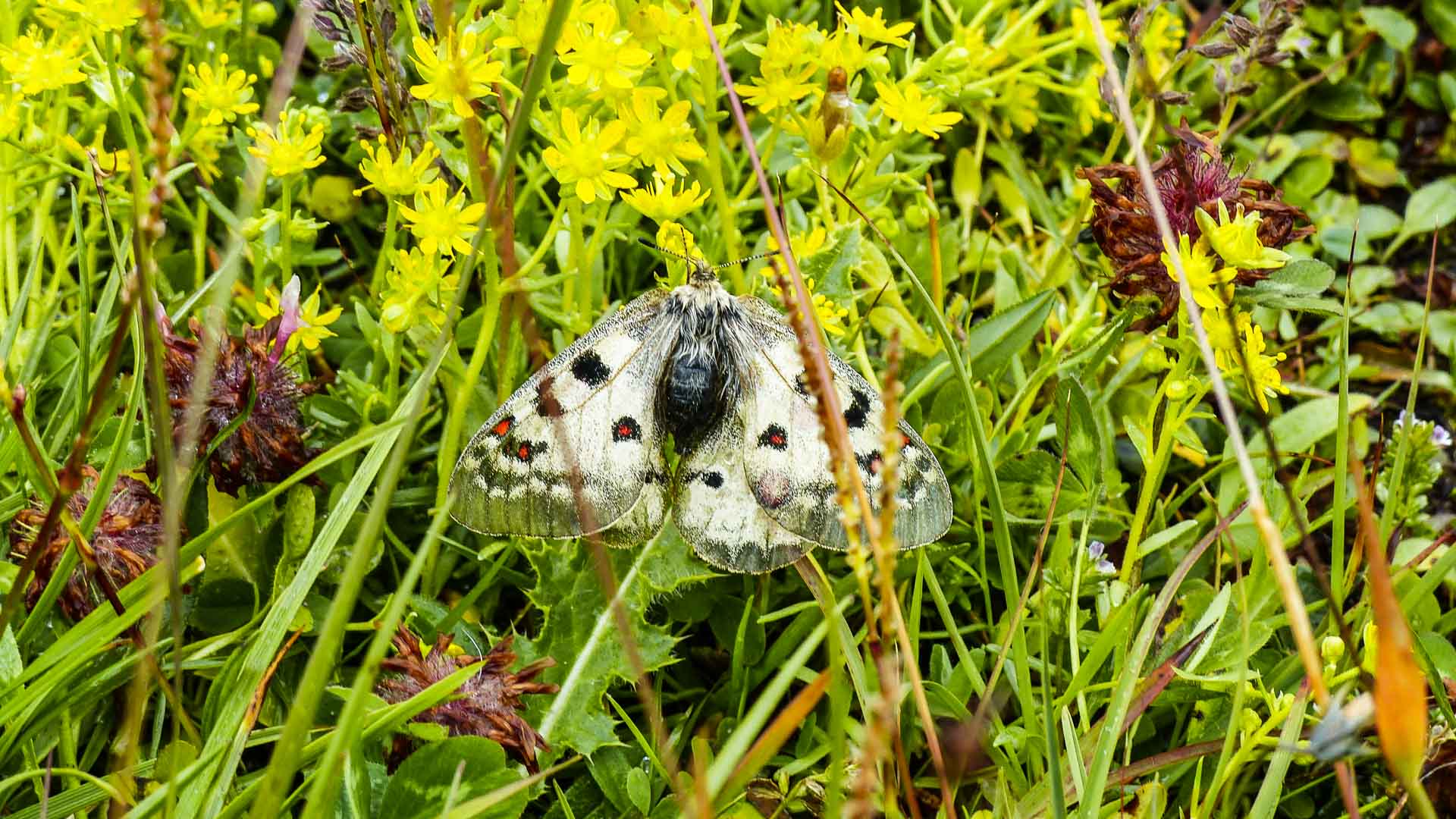 Schmetterling mit geöffneten Flügeln auf alpiner Wiesenvegetation bei der Bergwanderung auf der Glocknerrunde in den Hohen Tauern.