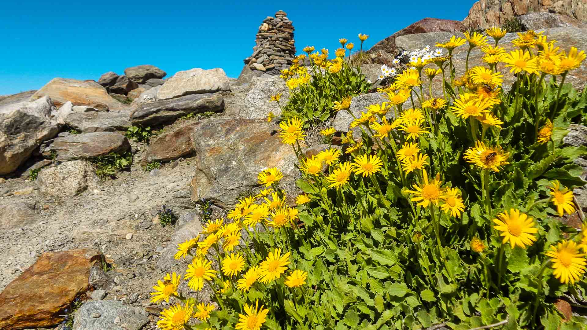 Bergwanderung Tour du Mont Blanc: gelb blühende Korbblütler auf felsigem Untergrund mit Steinmann (Cairn) und blauem Sommerhimmel