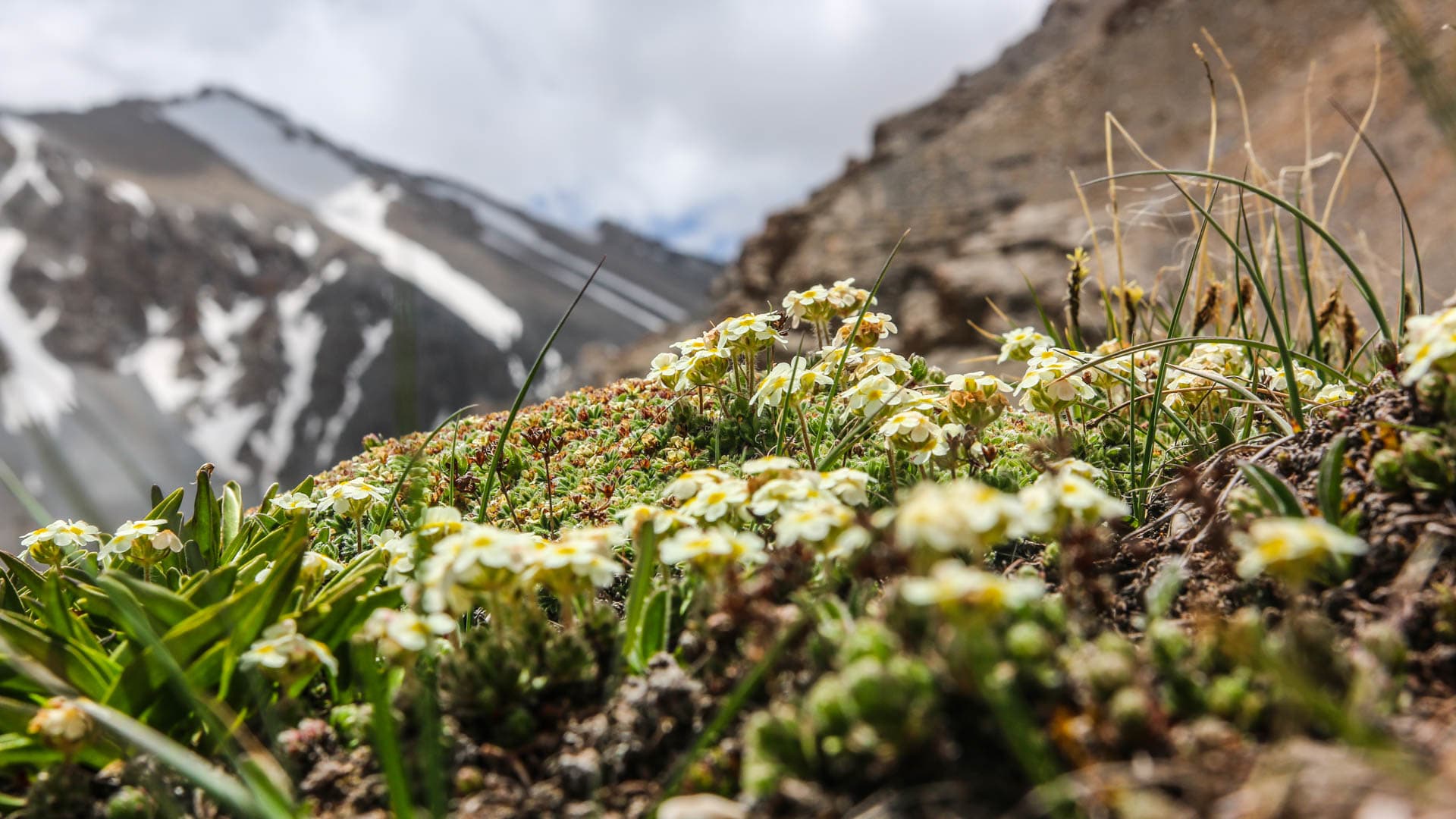 Nahaufnahme blühender Polsterpflanzen in Kirgistan mit verschneitem Bergkamm im Hintergrund.