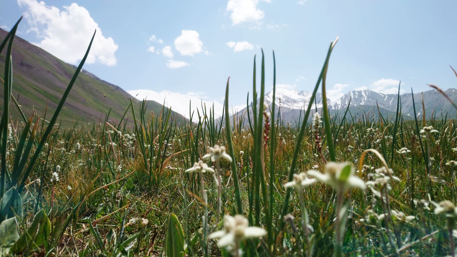 Expedition Pik Lenin: Froschperspektive auf Edelweiss-ähnliche Blüten auf Bergwiese, dahinter schneebedeckte Gipfel des Pamir.