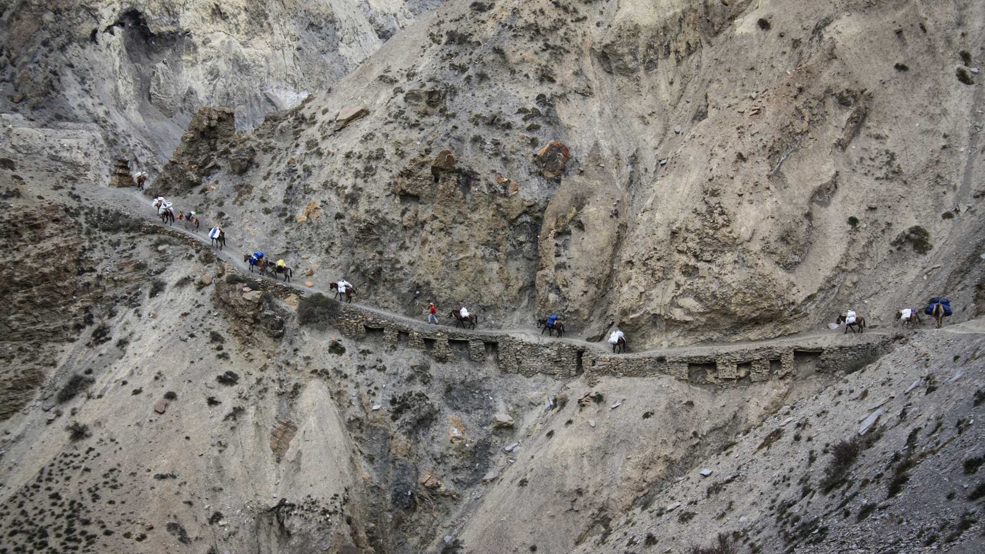 Expedition zum Himlung Himal: Karawane mit Tragtieren auf schmalem Felsenpfad über Stützmauer.