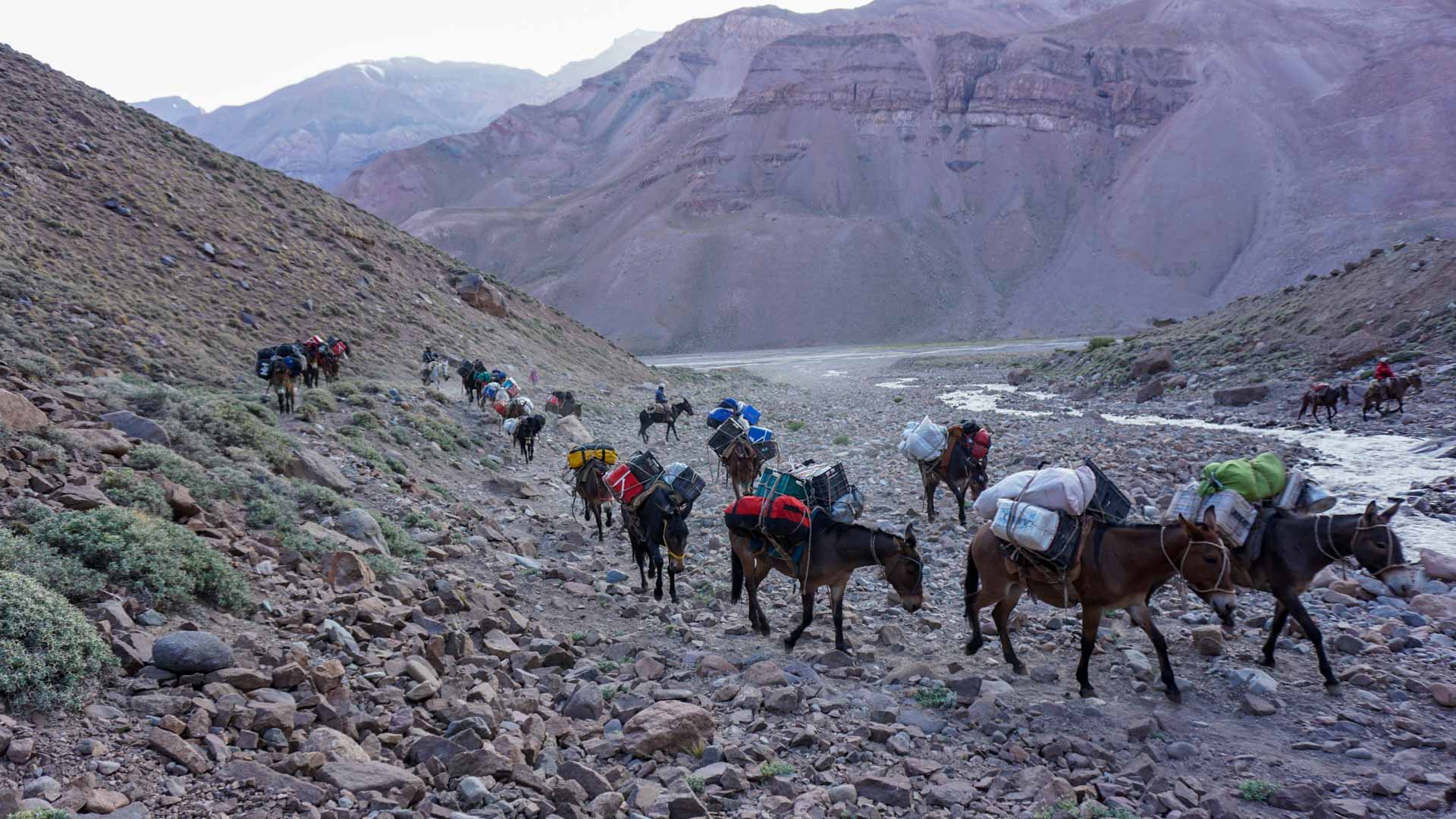 Expedition zum Aconcagua Basecamp: lange Maultierkarawane mit Gepäck traversiert einen felsigen Hang im Gebirgstal.