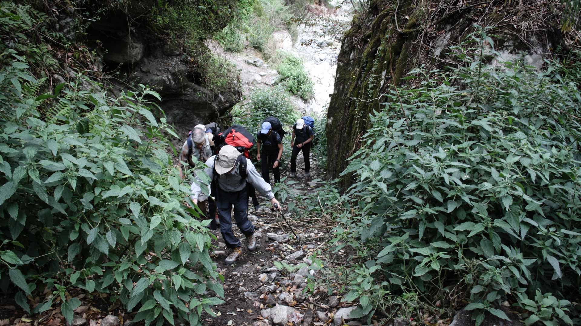 Fünf Expeditionsteilnehmer auf schmalem Pfad durch bewaldete Schlucht im Zustieg nach Koto, Himlung Himal Nepal.