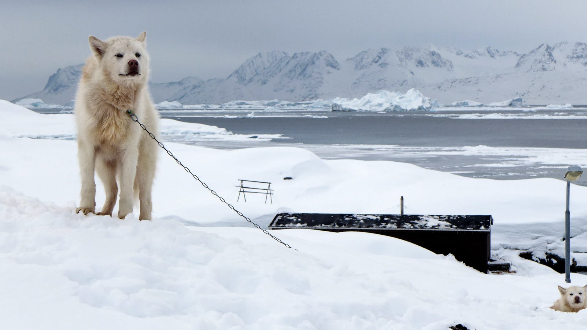 Skitour Grönland: Schlittenhund auf Küstenanhöhe am Fjord mit Eisbergen und verschneiten Felsgipfeln im Hintergrund.