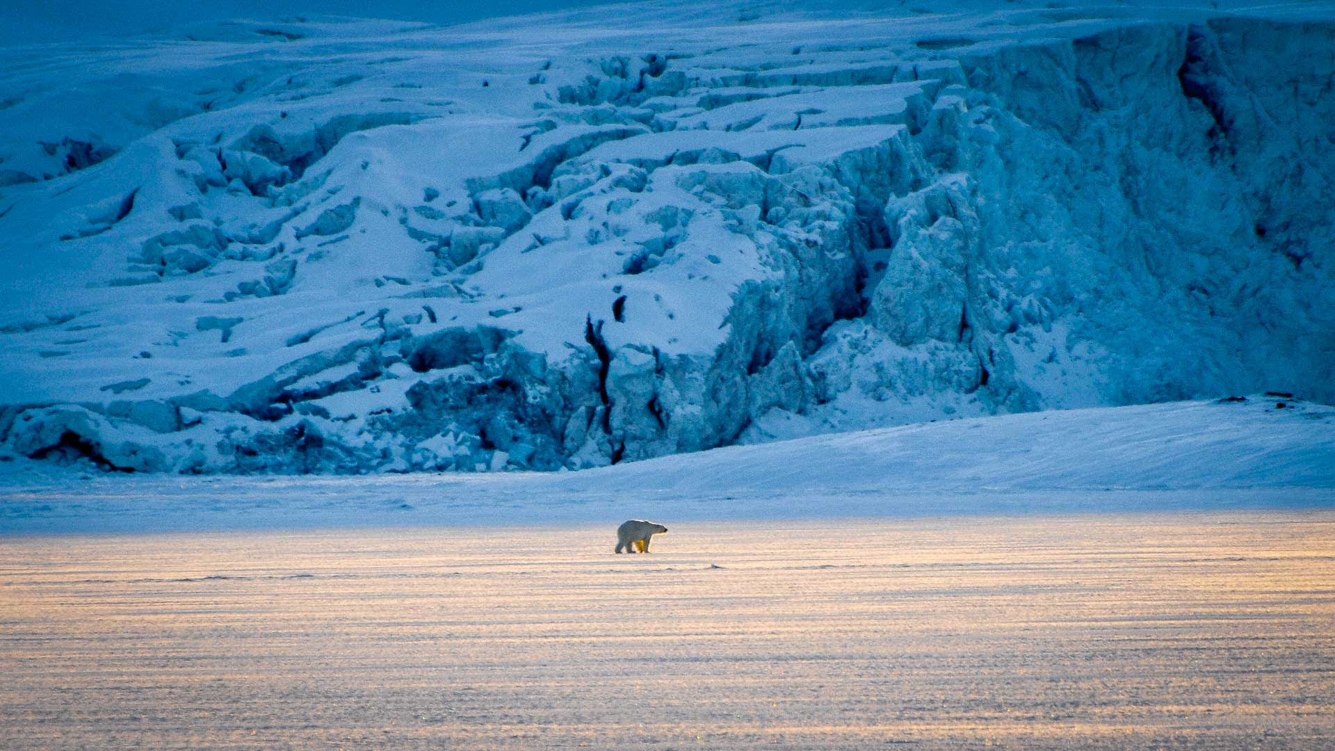 Skitour Spitzbergen: Eisbär überquert Packeis vor zerklüfteter blauer Gletscherfront im warmen Tiefsonnen-Streiflicht der Arktis.