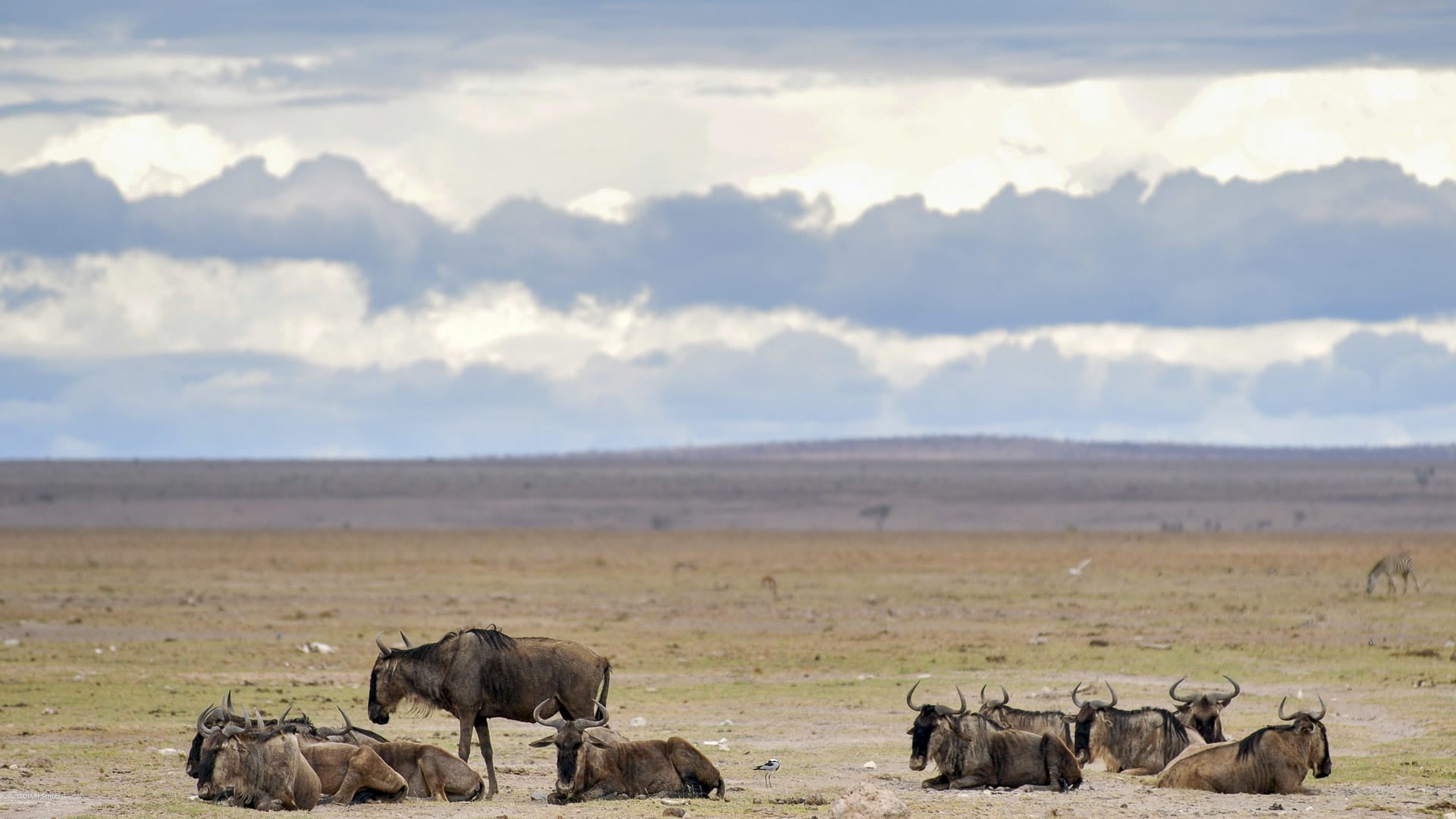 Trekking im Amboseli Nationalpark: Gruppe ruhender Gnus in der trockenen Savanne unter bewölktem Himmel