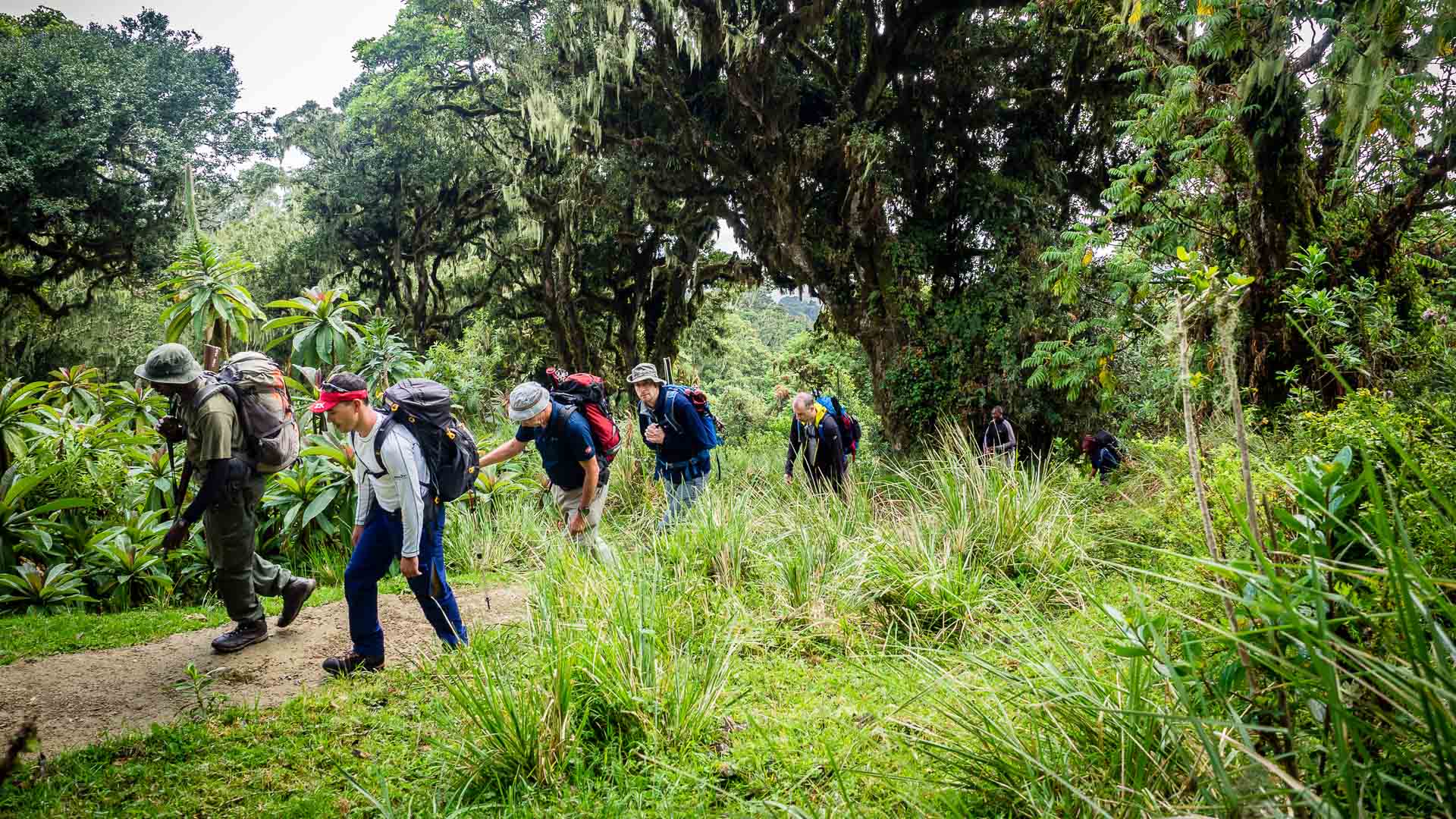 Trekkergruppe mit Rucksäcken wandert in Kolonne auf schmalem Erdpfad durch tropischen Bergwald am Kilimandscharo.