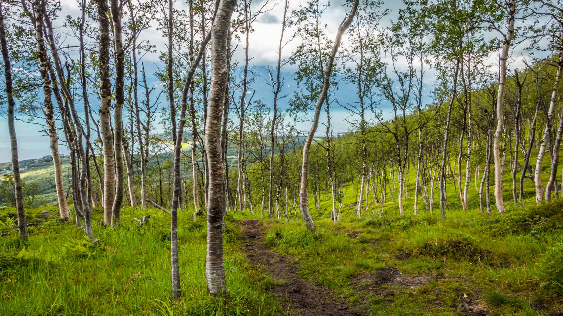 Trekking am Lyngenfjord: Schmaler Erdpfad durch lichten Birkenwald mit Blick auf Wasser und grüne Hügel.