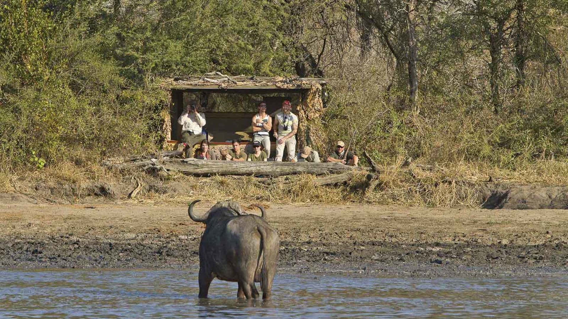 Trekking im Drakensberge: Afrikanischer Büffel steht im Wasserloch vor dem rustikalen Beobachtungs-Hide