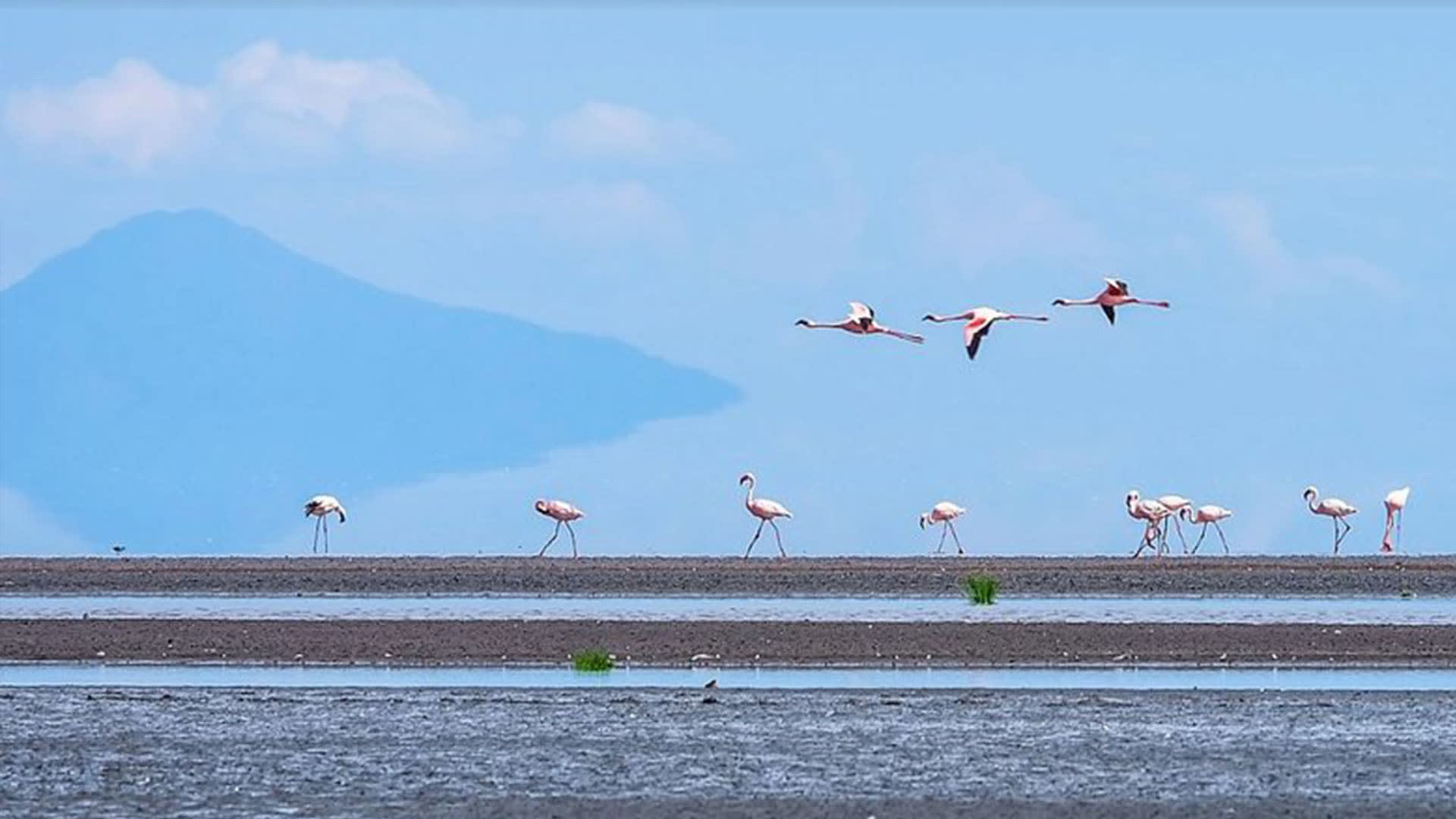 Trekking am Lake Natron: Flamingos stehen und fliegen über flachem Salzsee, im Hintergrund ein kegelförmiger Berggipfel im Dunst.