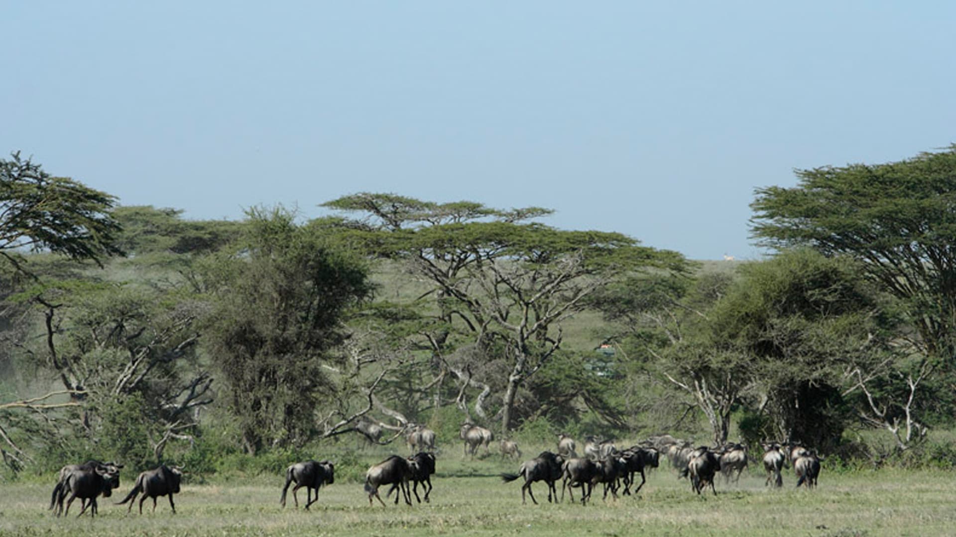 Trekking in der afrikanischen Savanne: Gnuherde aus 20–30 Wildbeest zieht durch grünes Grasland mit Akazienbäumen.