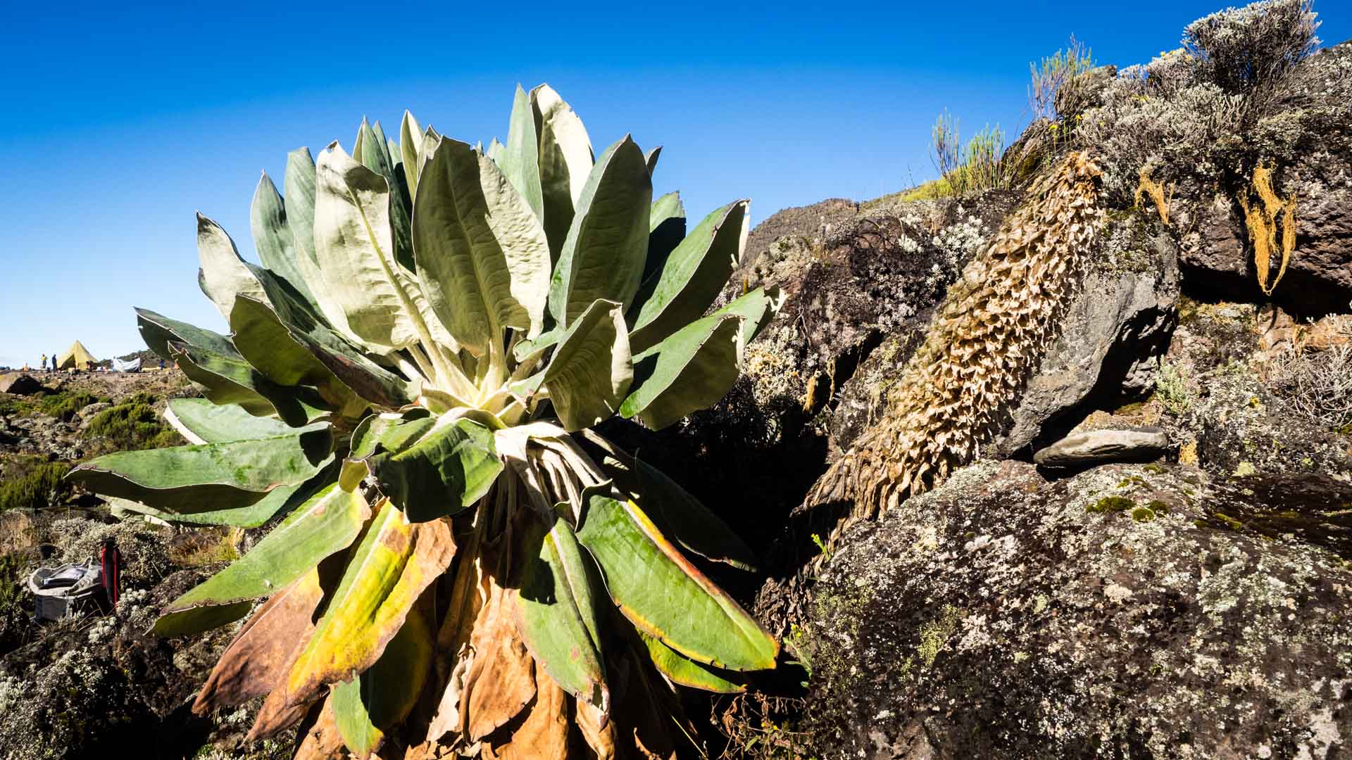Trekking auf der Machame Route am Kilimandscharo: Riesensenezien und Zeltlager auf dem Hochplateau unter wolkenlosem blauem Himmel.