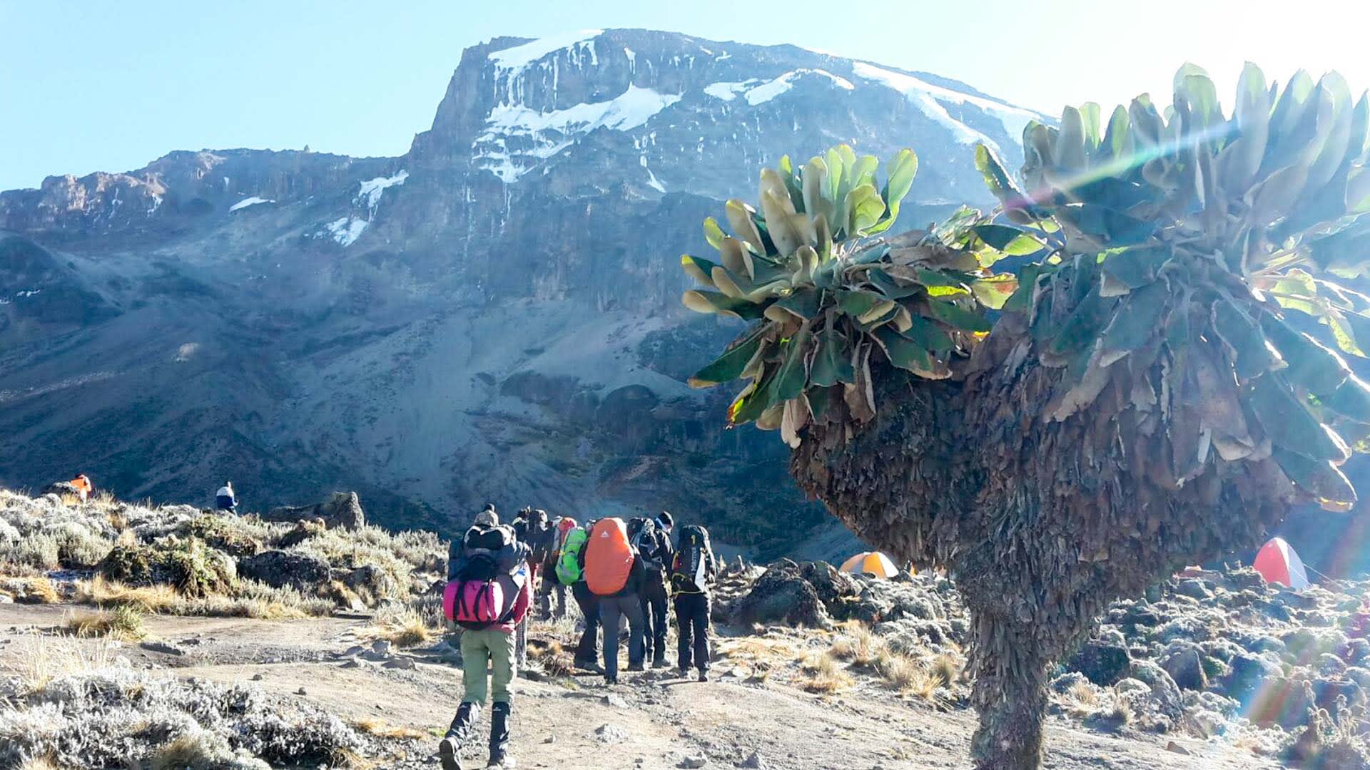 Trekking am Kilimandscharo: Gruppe steigt über felsiges Hochplateau auf, im Vordergrund ein Senecio-Baum