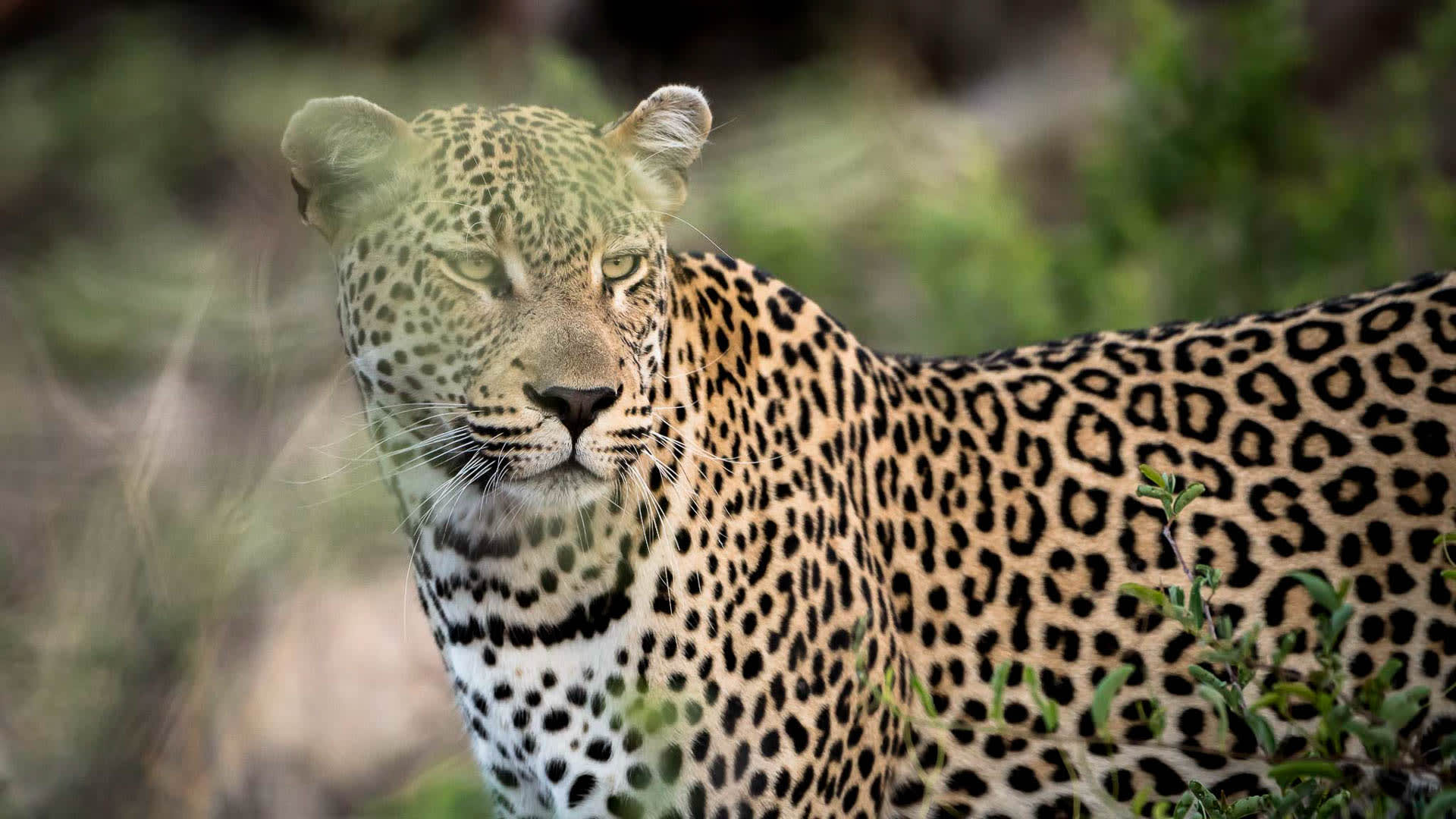 Trekking Drakensberge: Leopard in Halbprofil mit Blick in die Kamera, Rosettenmuster und weiße Vibrissen, Busch im Hintergrund.
