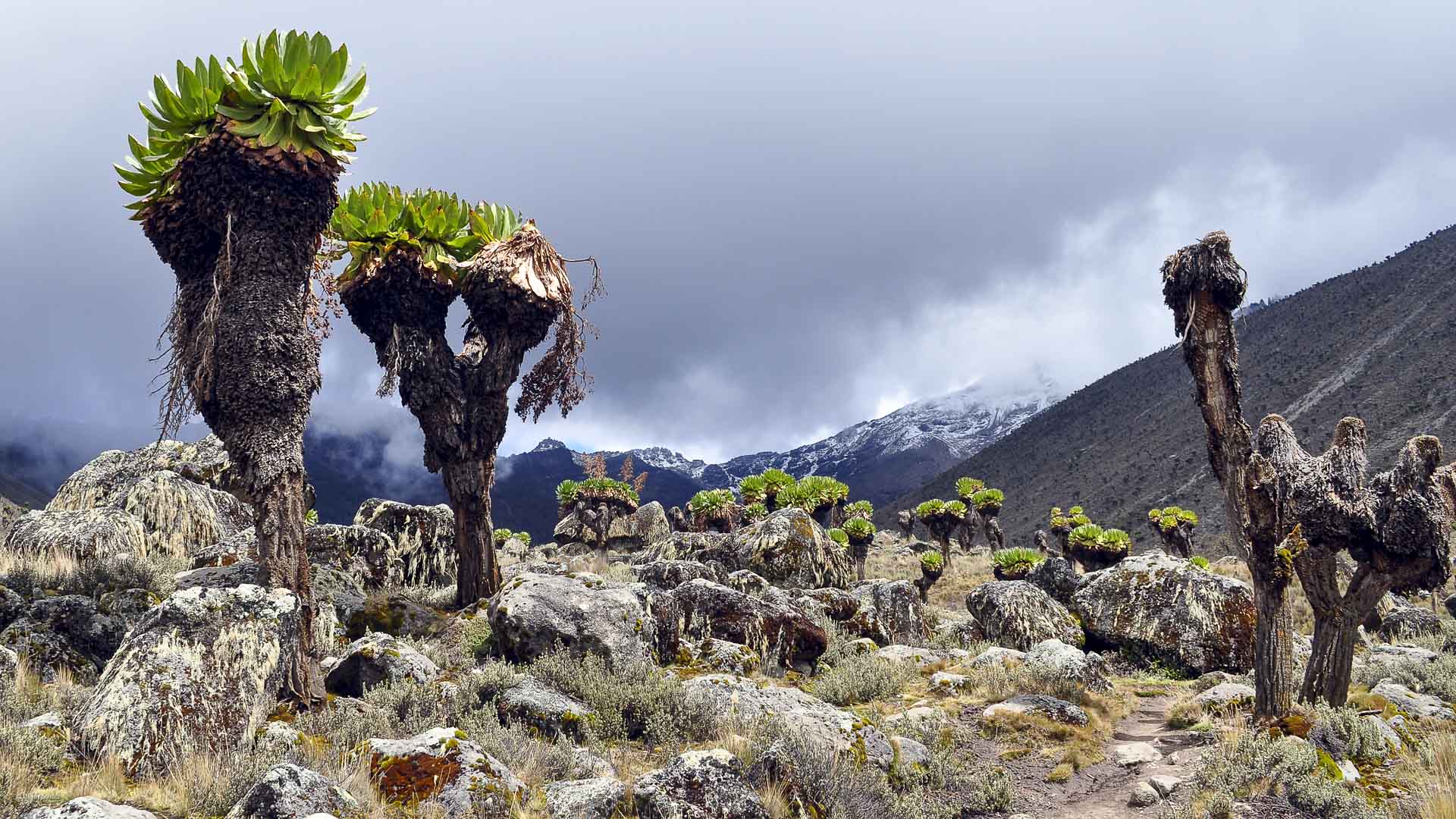 Trekking am Mount Kenia: Riesensenezien auf felsigem Hochgebirgspfad mit schneebedecktem Gipfelhang im Hintergrund.