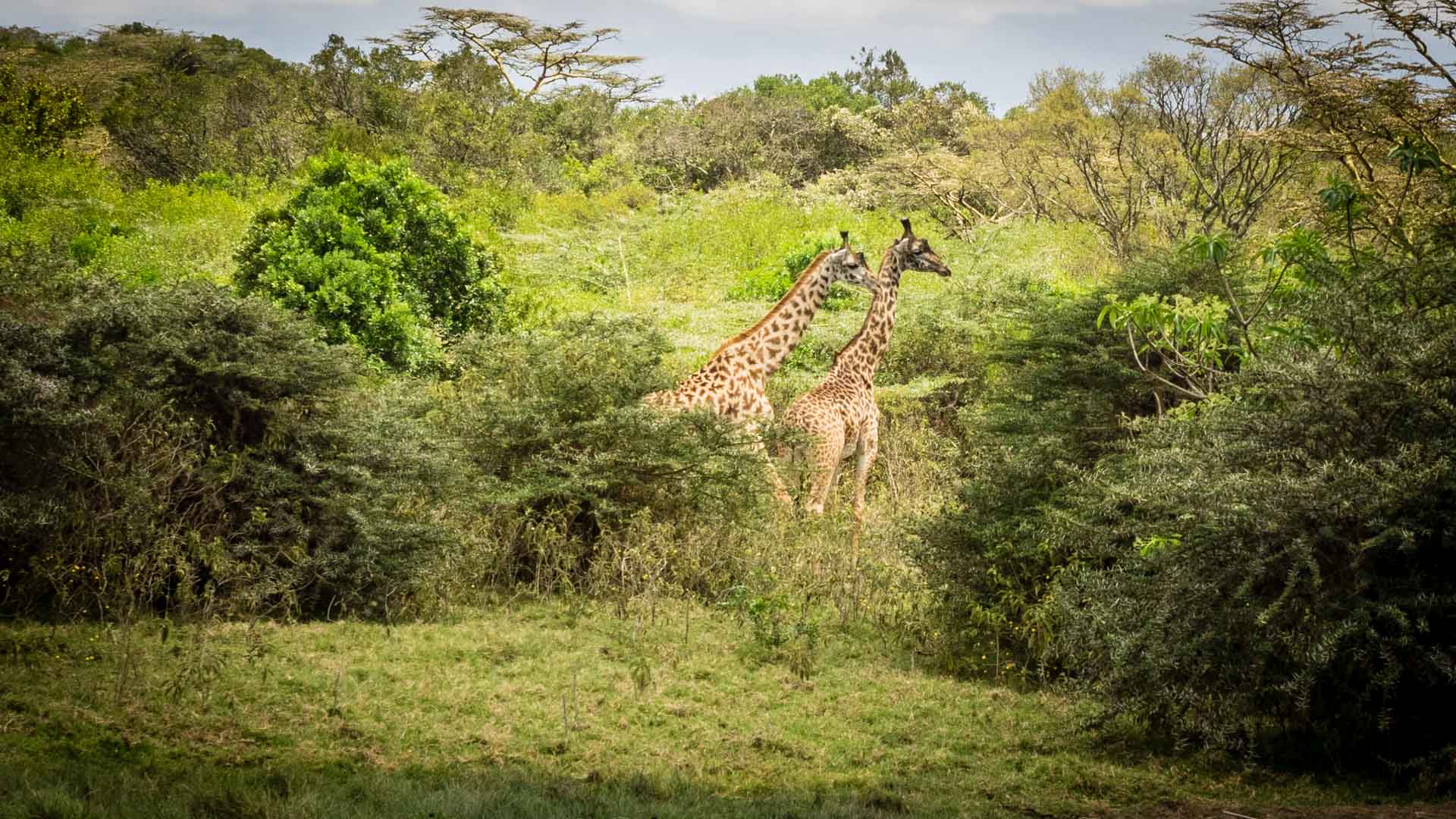 Zwei Giraffen im Buschland des Mount-Meru-Nationalparks in Tansania beim Trekking durch die Savanne mit Akazienbäumen