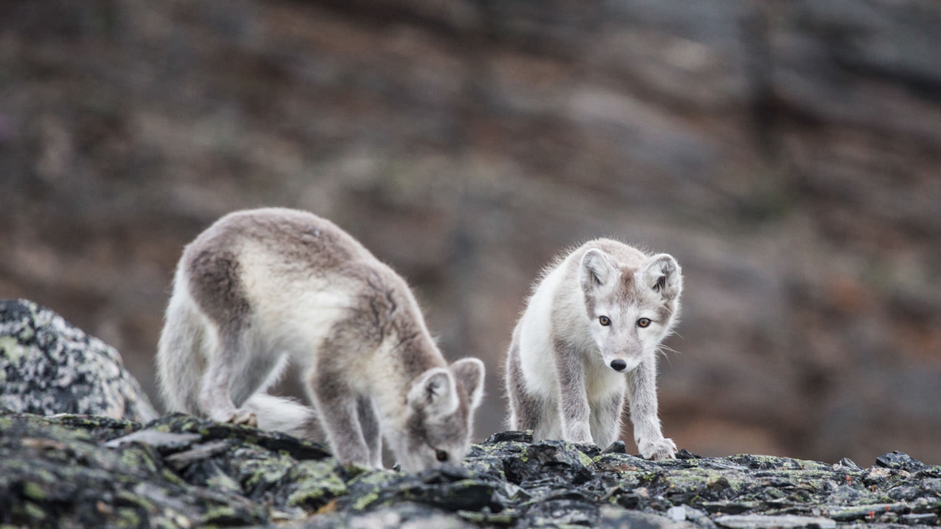 Trekking Spitzbergen: zwei junge Polarfüchse im Sommerfell auf dunklem Schiefergestein, das rechte Tier blickt direkt