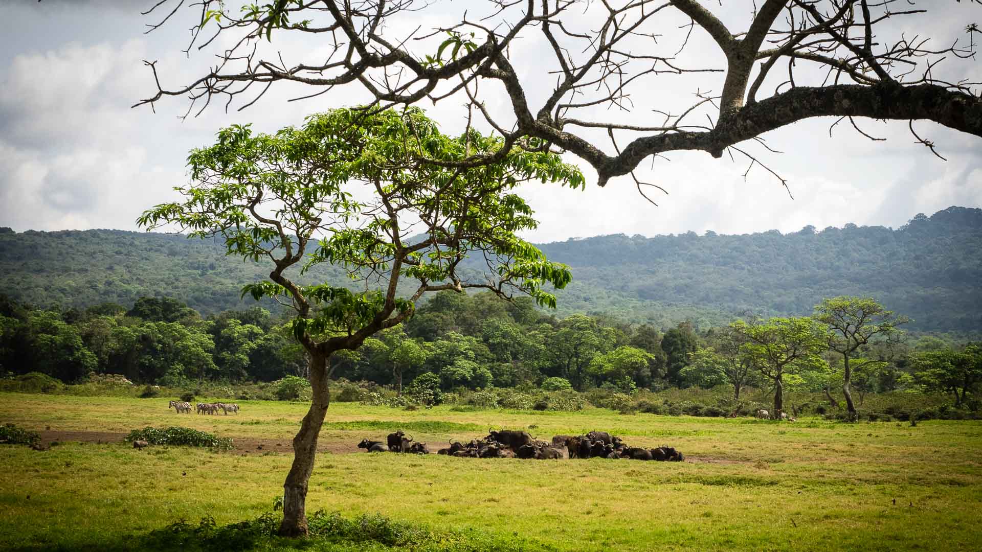 Savannenpanorama mit Zebras und Büffeln auf der Machame Route am Kilimandscharo, bewaldeter Höhenzug im Hintergrund.