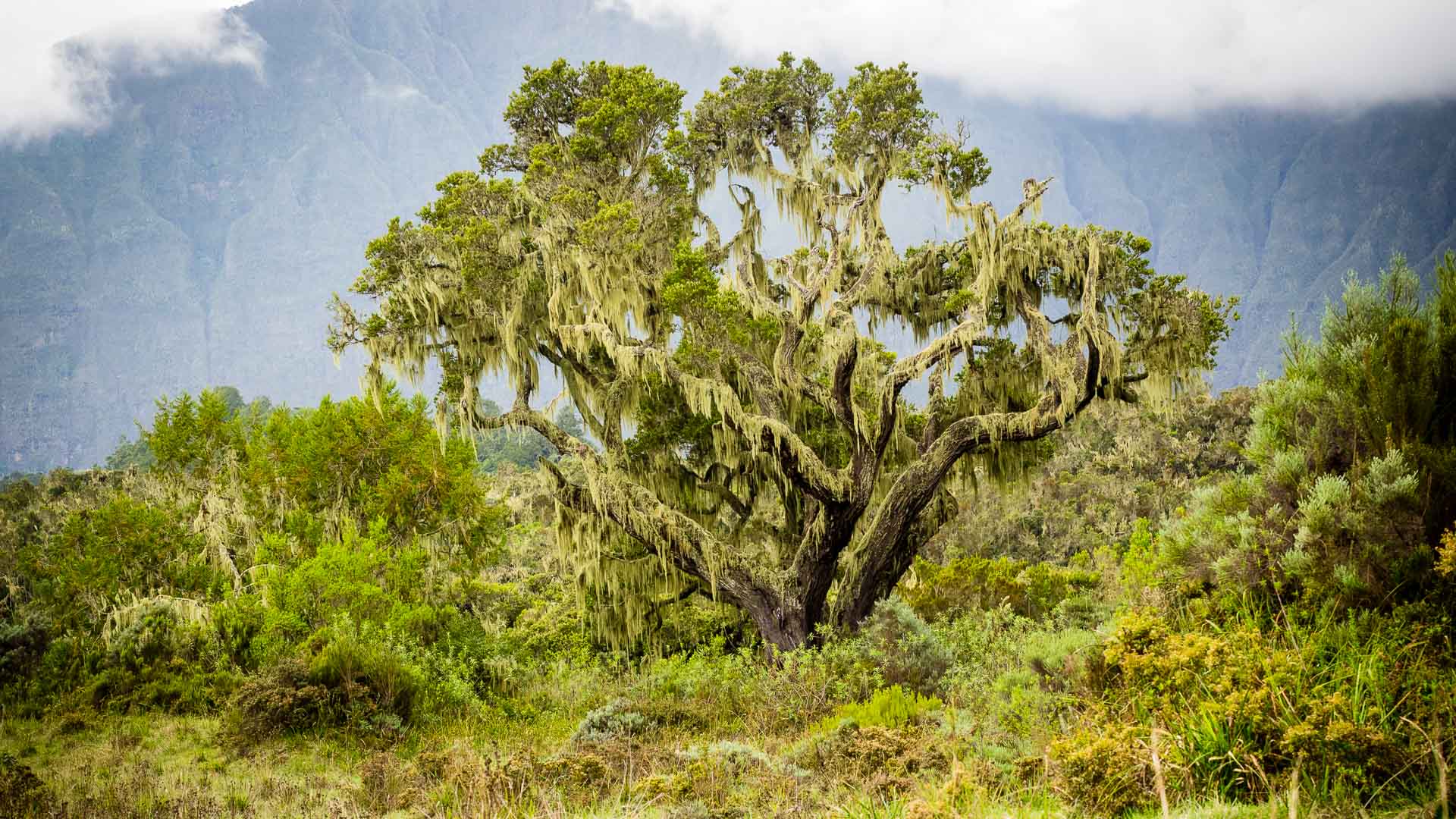 Trekking am Kilimandscharo: einzelner Baum mit Bartflechten im dichten Urwald vor felsigen Bergflanken im Nebel.