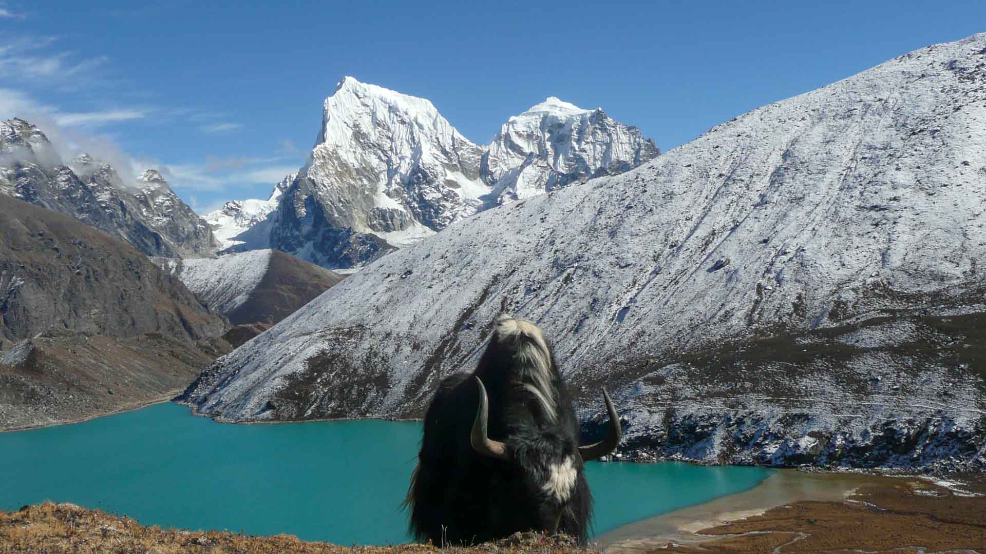 Trekking in Gokyo: Yak sitzt vor türkisem Gletschersee mit vergletscherten Hochgebirgsgipfeln in Nepal.