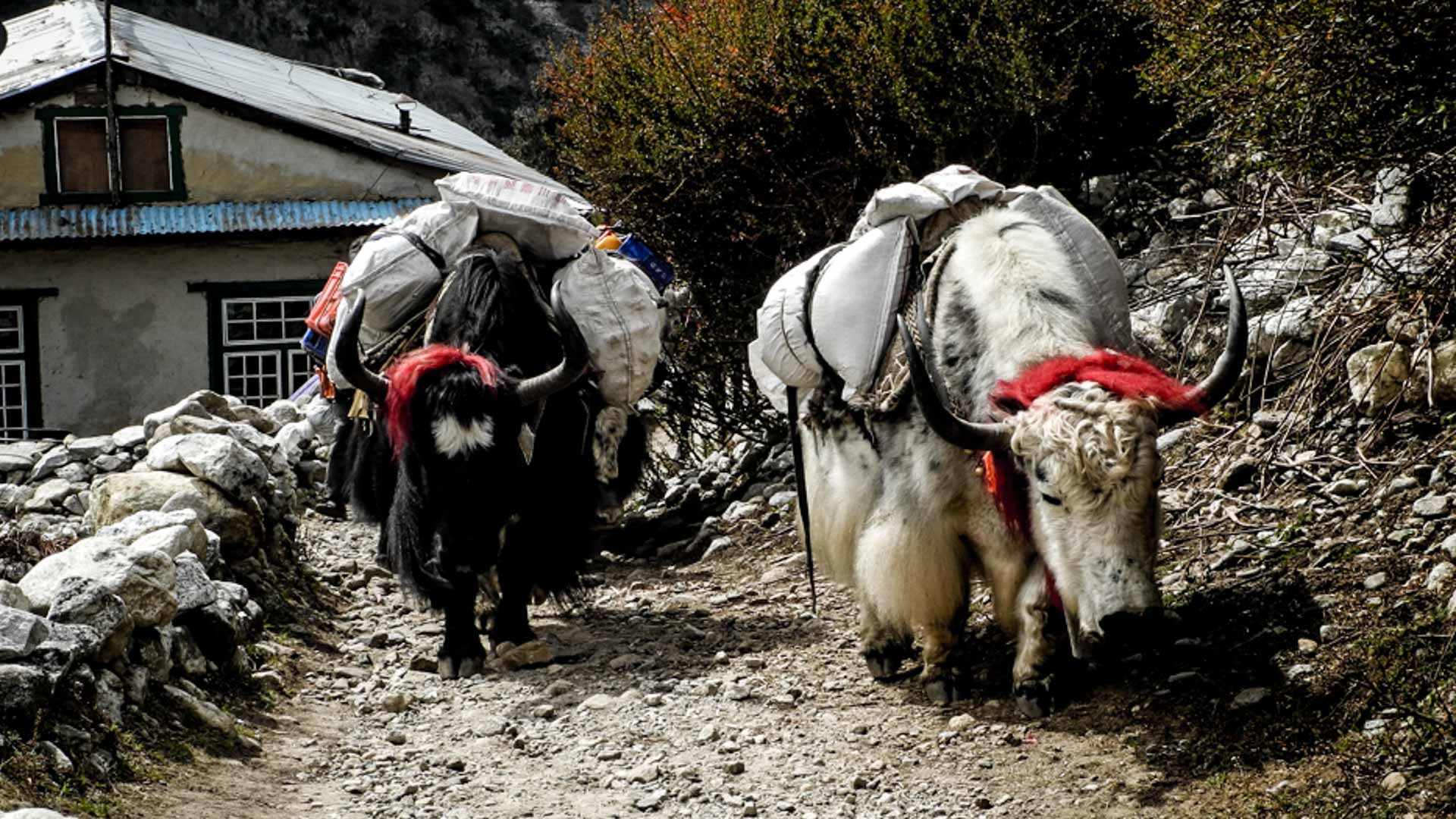 Trekking in Nepal: Zwei beladene Yaks mit roten Wollbüscheln an den Hörnern auf einem Schotterweg im Bergdorf.