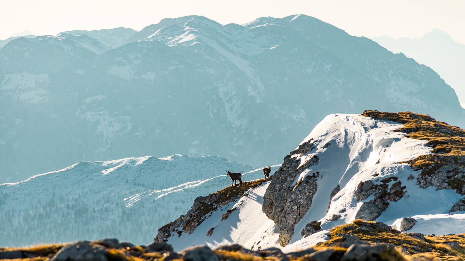 Zwei Gämsen auf felsigem Grat beim Schneibstein – Winterwanderung in den Berchtesgadener Alpen mit verschneiter Bergkette