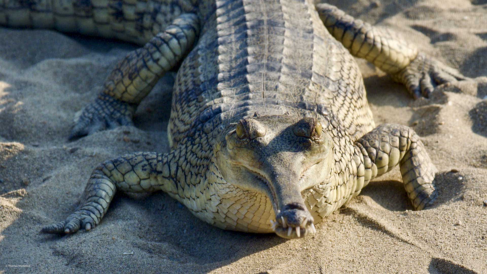 Trekking in Chitwan, Südnepal: Ganges-Gavial liegt auf sandigem Untergrund, Klauen und Zähne deutlich sichtbar.