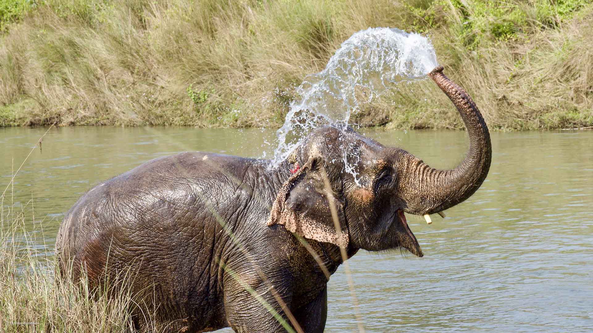 Trekking in Chitwan, Südnepal: Indischer Waldelefant spritzt Wasser mit dem Rüssel am Flussufer.