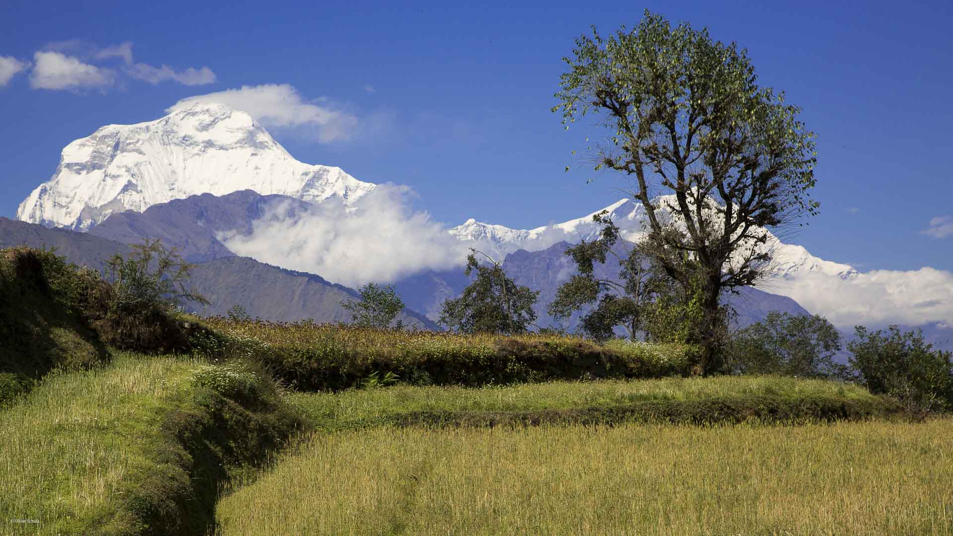 Trekking Annapurna Nepal: terrassierte Gerstenfelder im Vordergrund, dahinter schneebedeckte Annapurna-Gipfel.