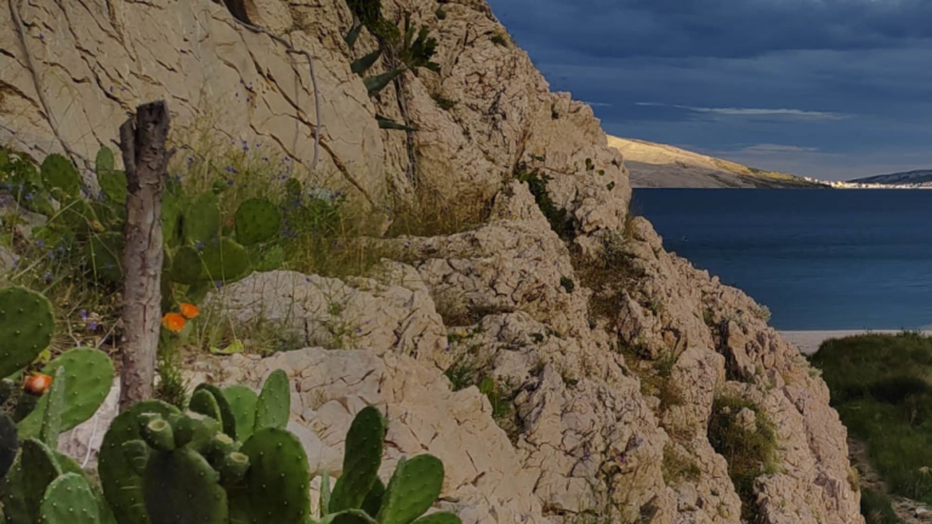 Klettern bei Paklenica: verkarstetes Kalksteinplateau mit Feigenkaktus und Opuntia an einer ruhigen Meeresbucht in Kroatien