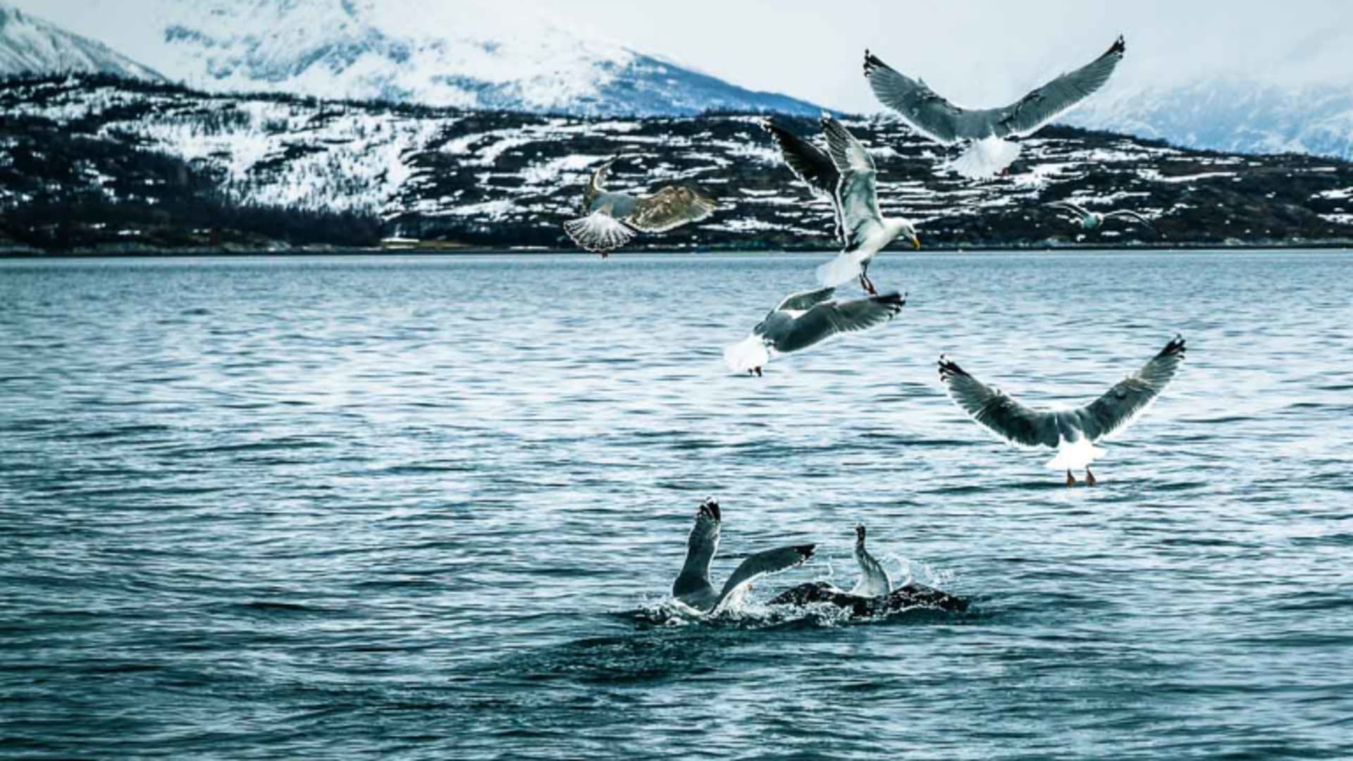 Möwen fliegen über einen blaugrauen Fjord bei einer Skitour in den Lyngen Alps mit schneebedeckten Bergen im Hintergrund.