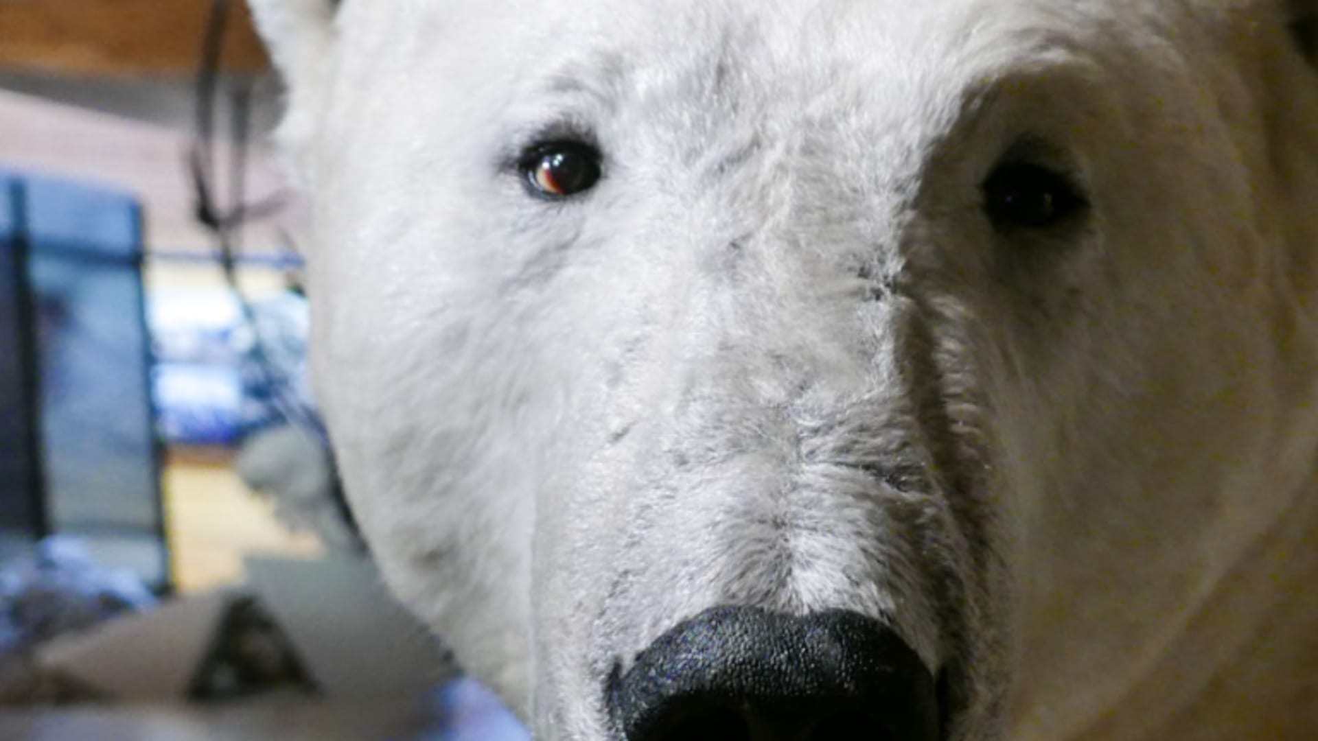 Eisbär-Exponat im Arctic Museum Longyearbyen, Spitzbergen – kultureller Stopp auf einer Skitour durch die Arktis.
