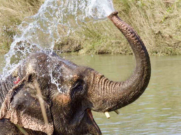 Trekking in Chitwan, Südnepal: Indischer Waldelefant spritzt Wasser mit dem Rüssel am Flussufer.