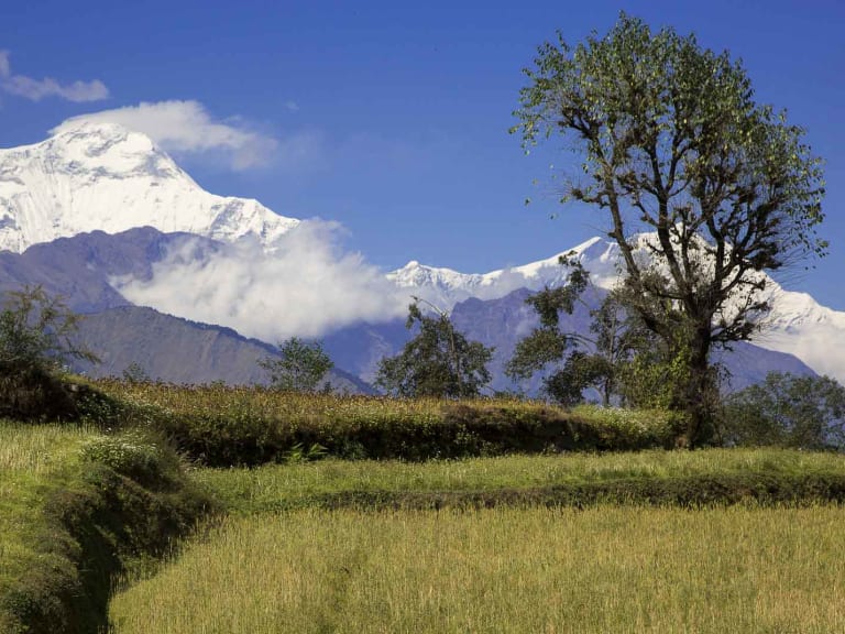 Trekking Annapurna Nepal: terrassierte Gerstenfelder im Vordergrund, dahinter schneebedeckte Annapurna-Gipfel.
