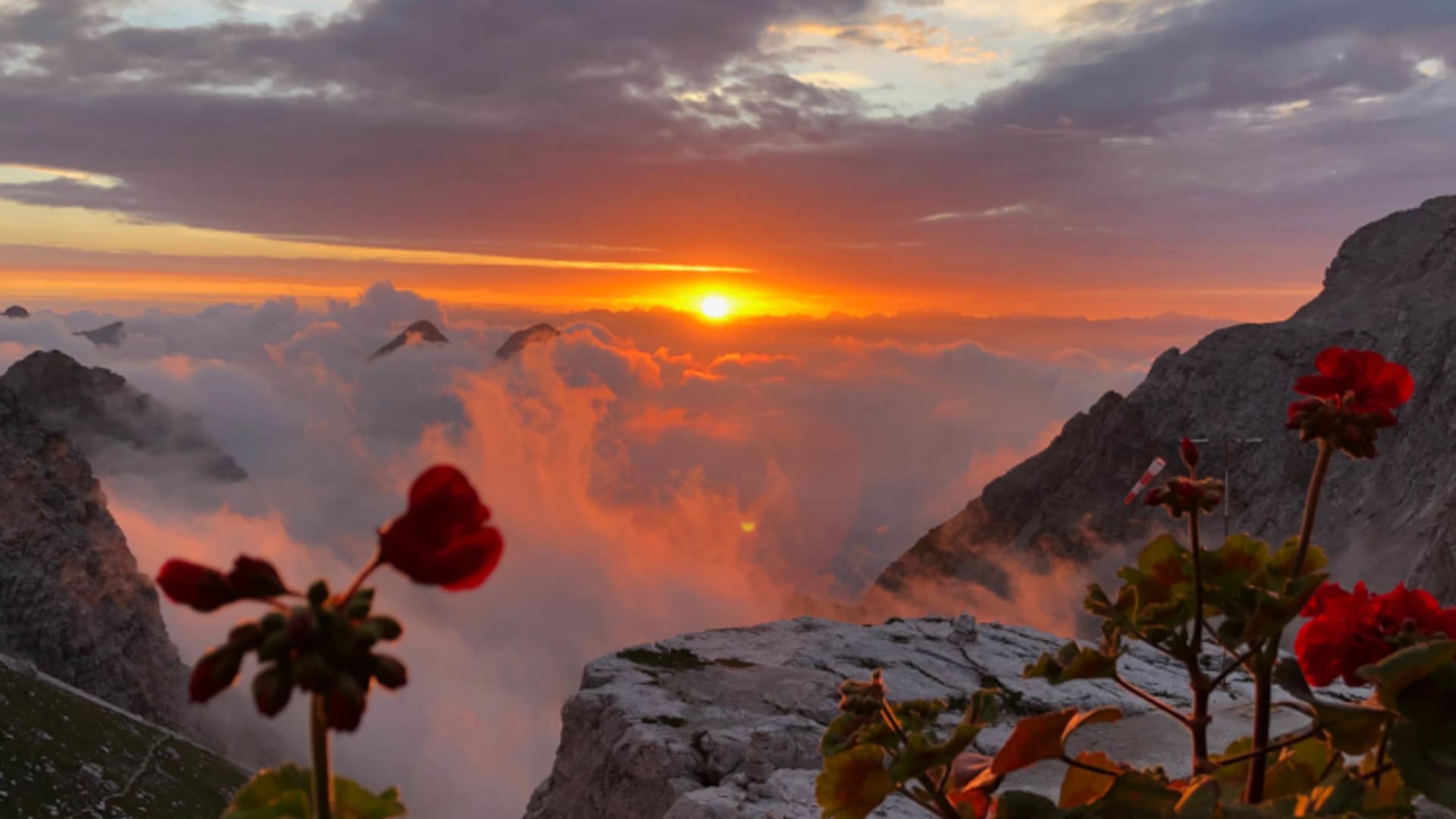 Sonnenaufgang über dem Wolkenmeer vom Rifugio Pedrotti mit roten Geranien im Vordergrund.