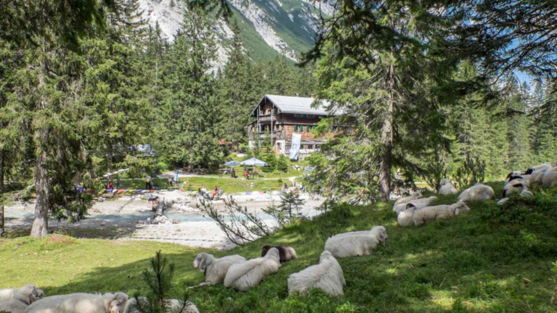Weiße Schafe grasen vor der Reintalangerhütte auf der grünen Almwiese zwischen Nadelwäldern.
