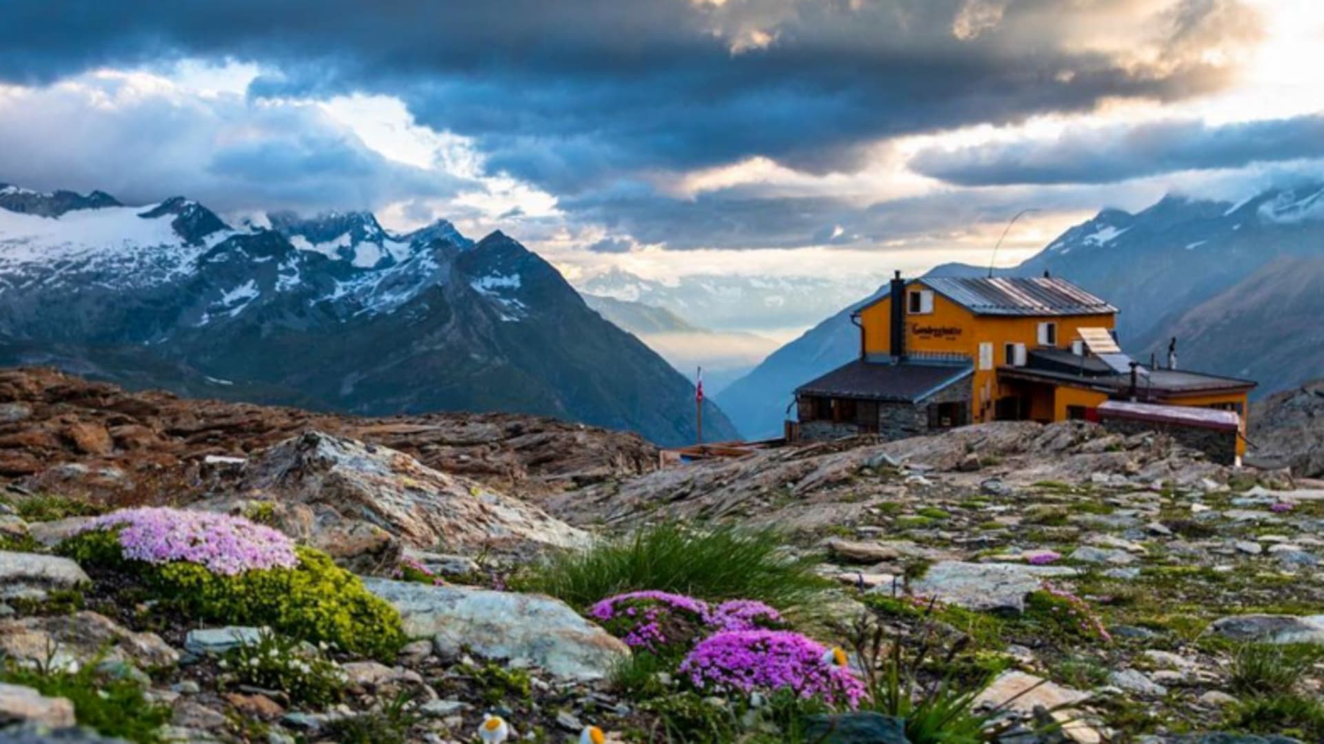 Panoramablick auf die Gandegghütte umgeben von violetten Alpenblüten und schneebedeckten Bergen.