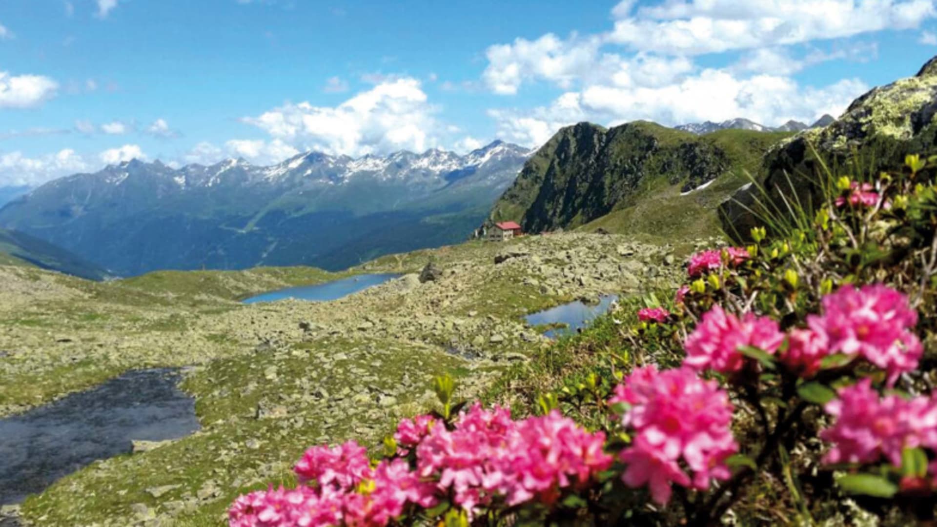 Blick über blühende Alpenrosen zur Niederelbehütte mit mehreren Bergseen und schneebedeckten Gipfeln der Verwallgruppe.